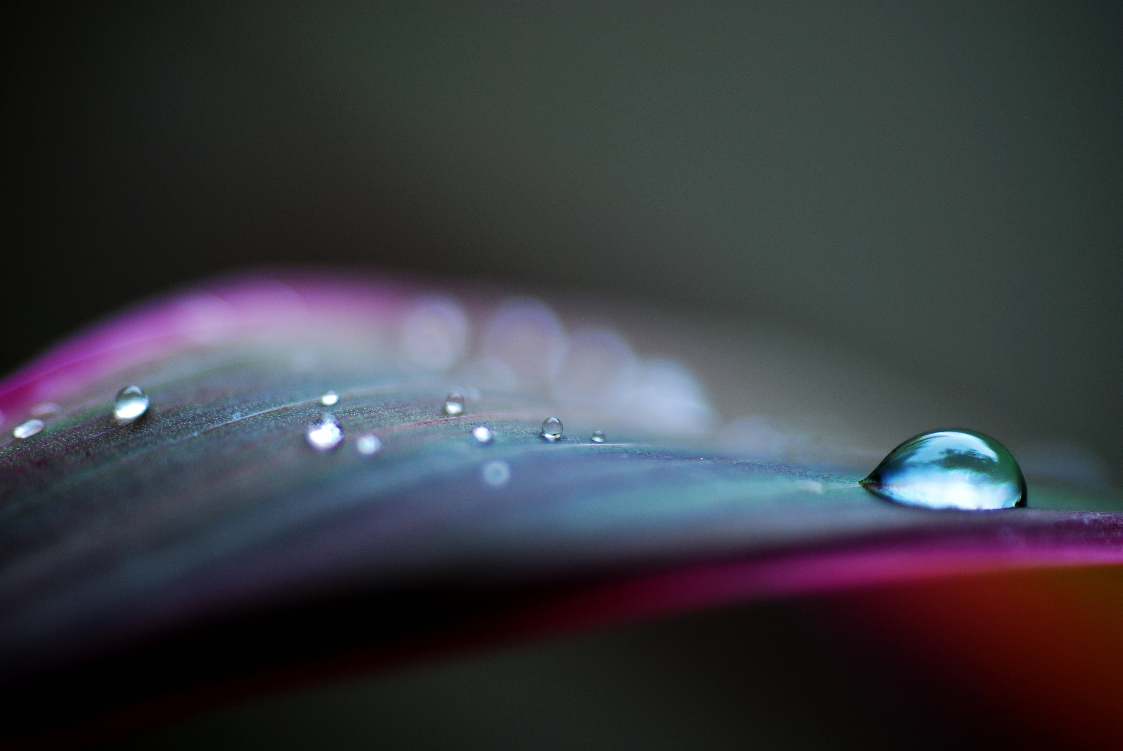 closeup photography of drop water Today morning lazy India 2k 4k