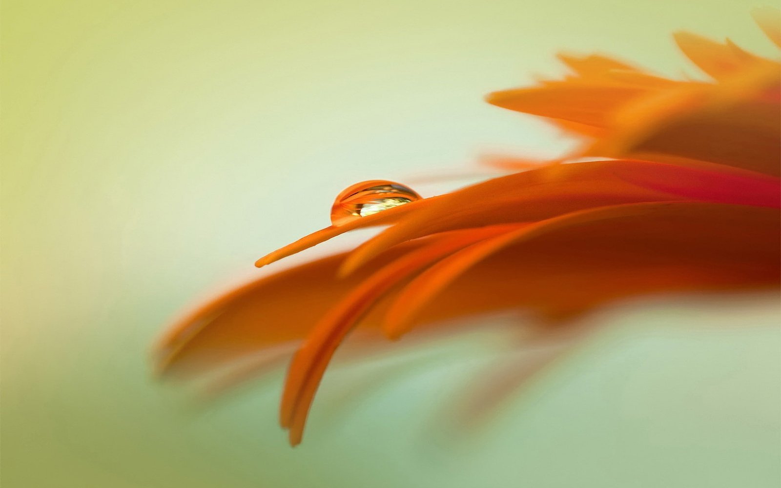 closeup water drops macro simple background plants leaves 2k