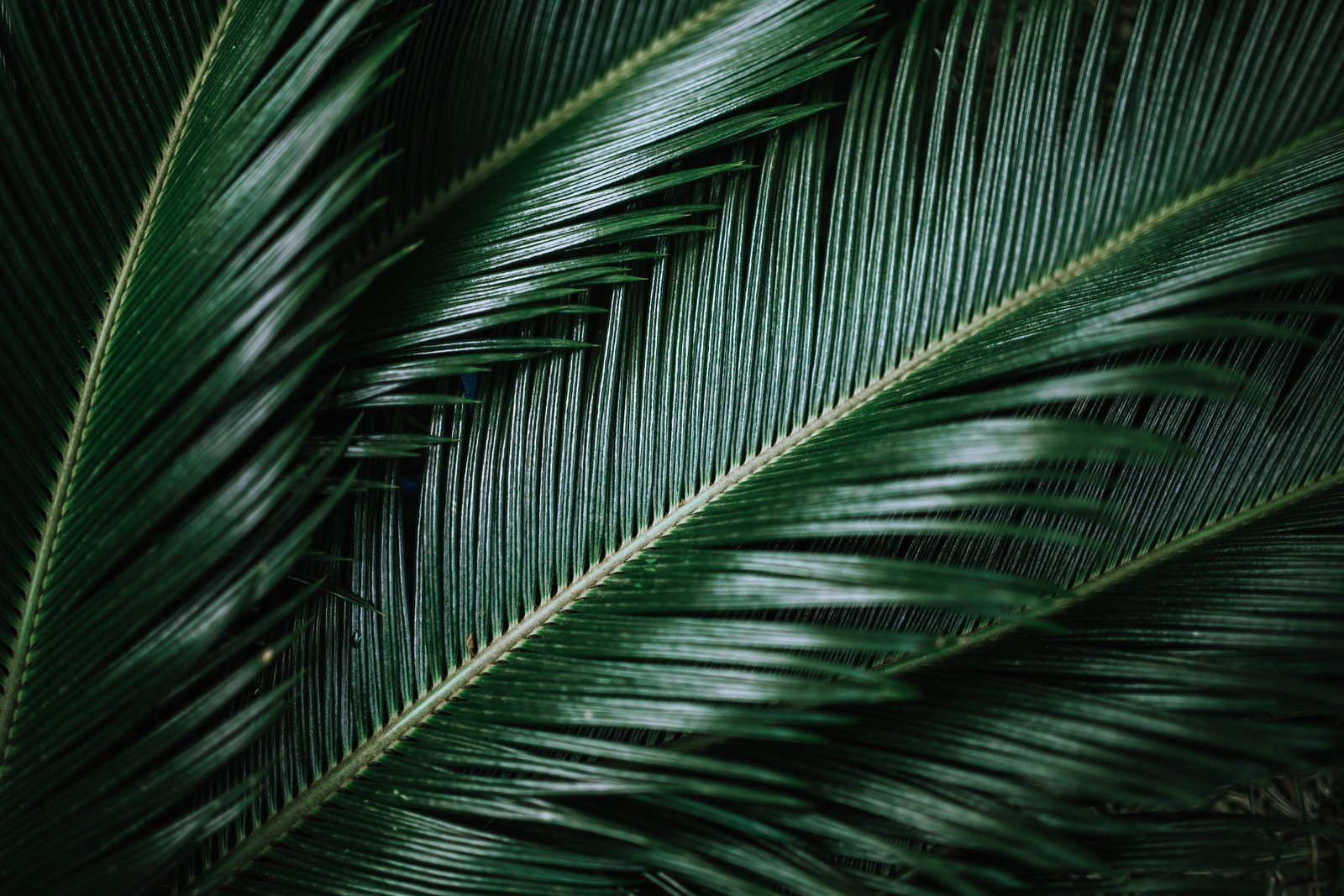 Colorful Exotic Flowers and Greenery flora leaf leaves tropical 2k 4k 5k