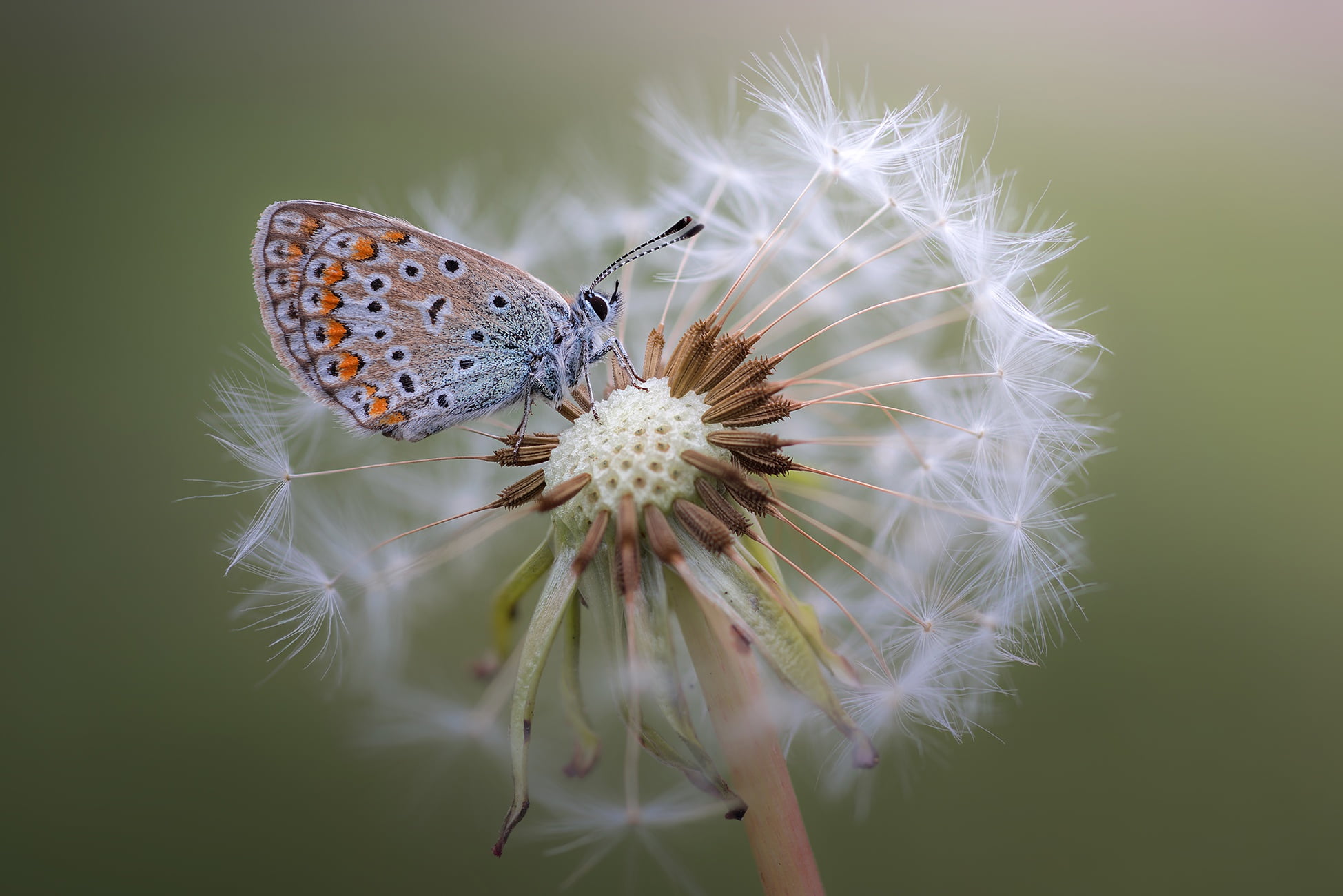 common blue butterfly macro plants flowers animals insect 2k