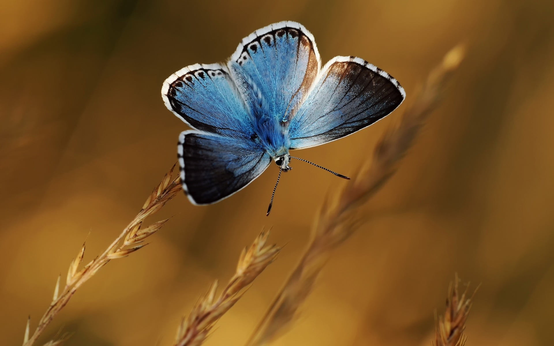 common blue butterfly nature macro insect close up animal themes 2k