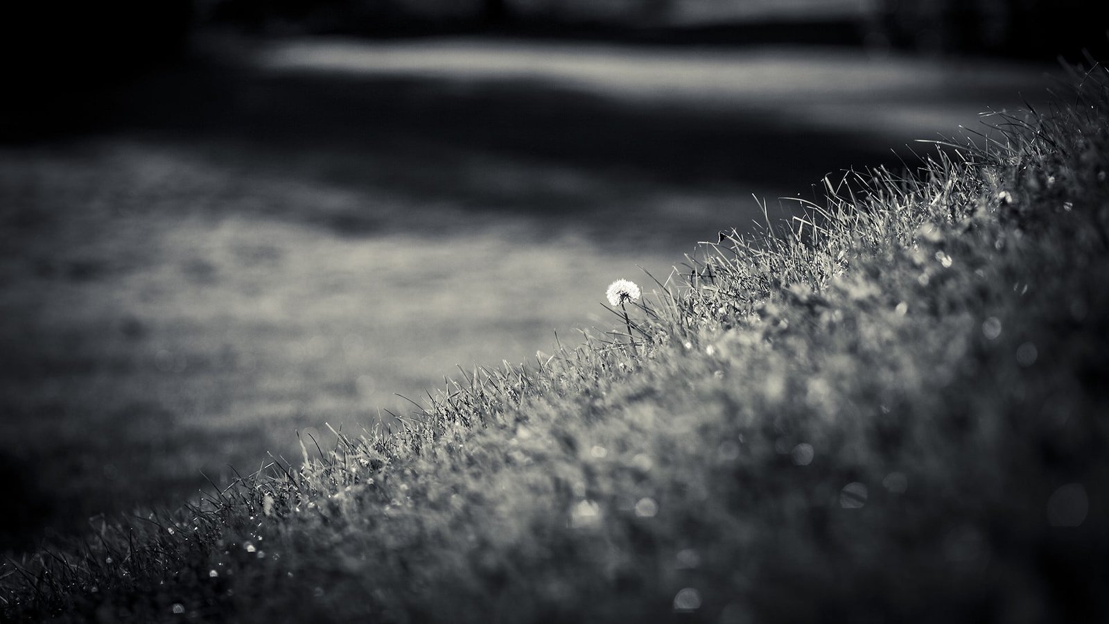 dandelion grayscale photography selected of white 2k