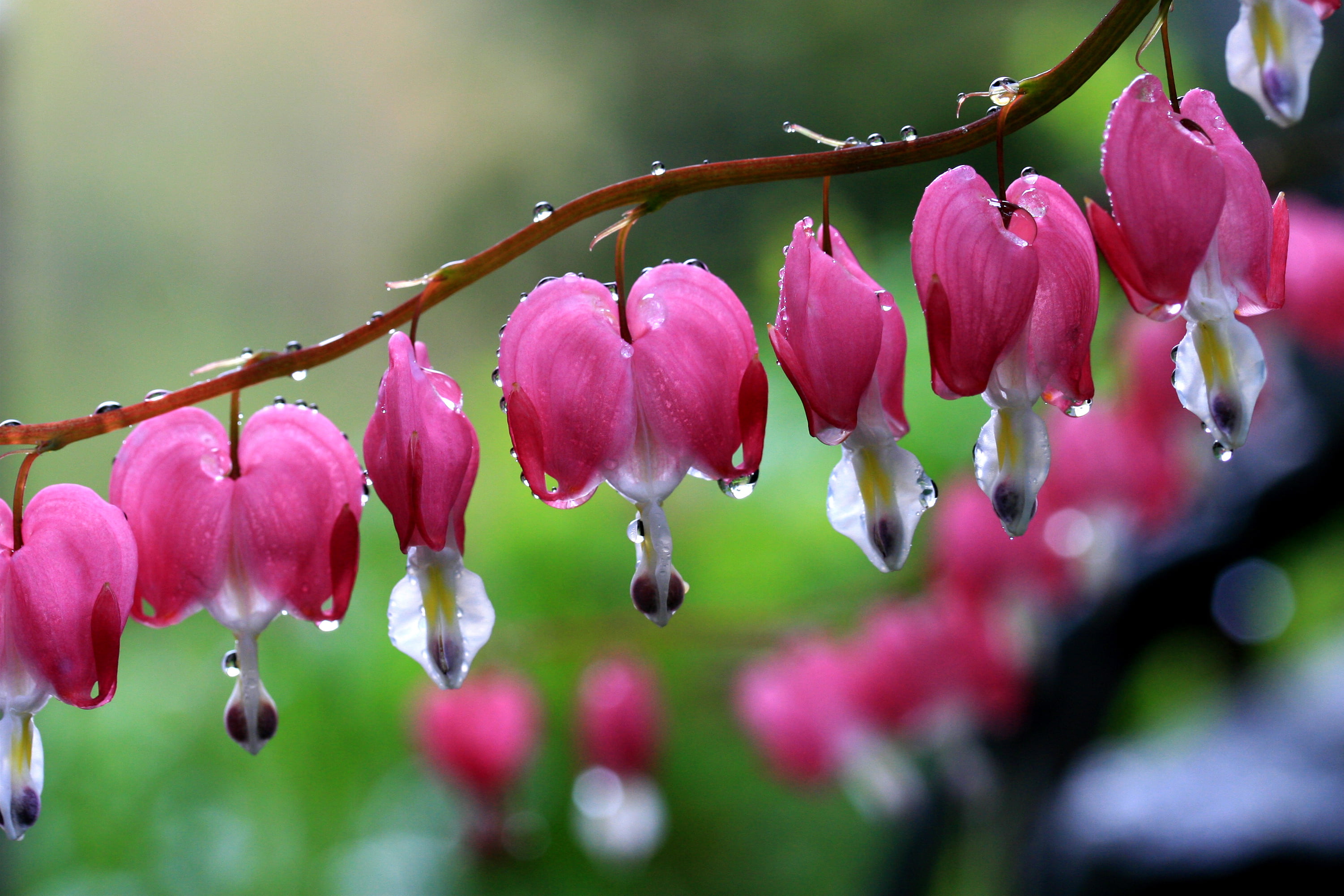 depth of field photography pink petaled flowers with water droplets bleeding hearts 2k