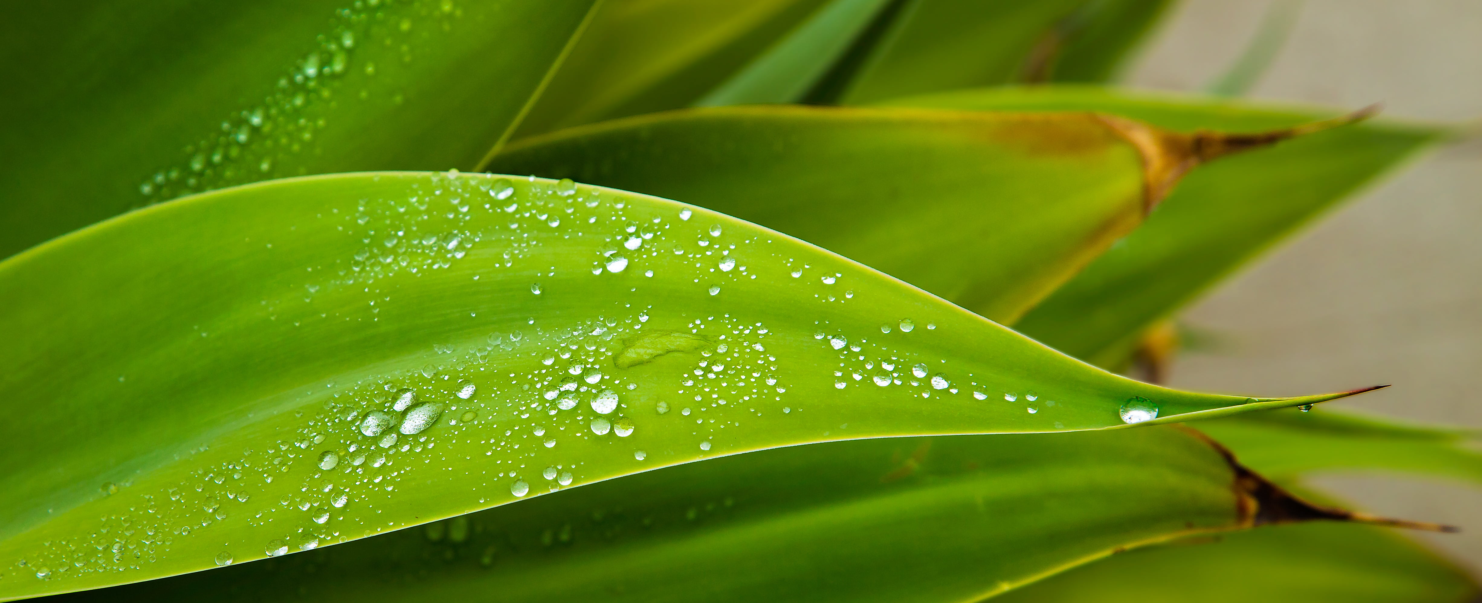 dew drops on green leaves jpg close up curve droplets 2k 4k 5k