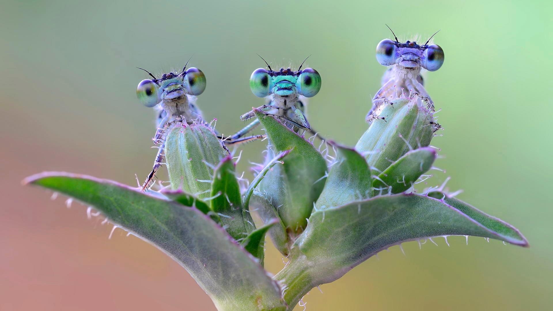 dragonfly dragonflies plant macro photo amazing 2k