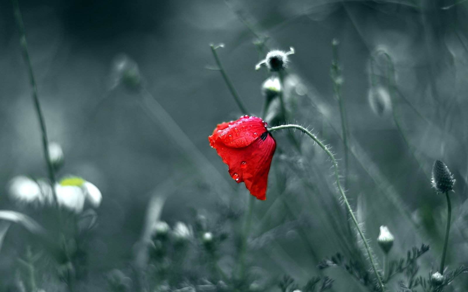 Flower Macro Blur Water Drops HD selective color photo of red rose 2k