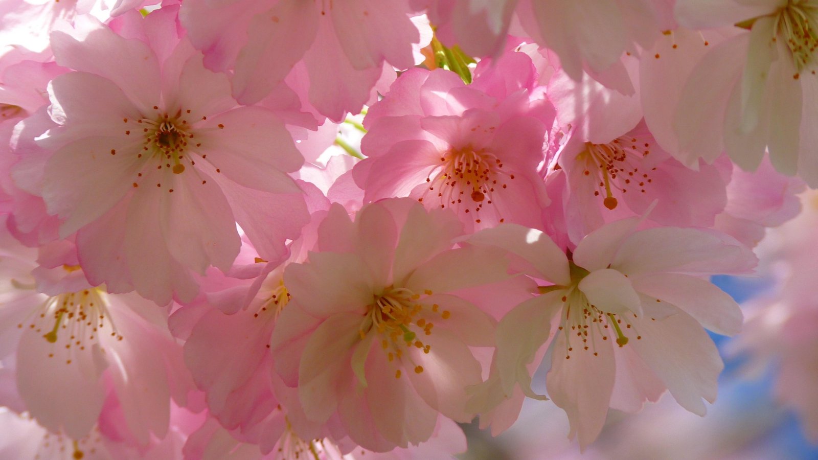 flower blossom pink cherry spring petal flora 2k 4k