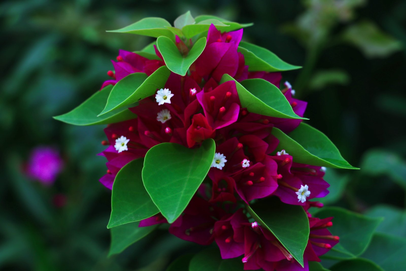 flower macro plant closeup nature garden blossom green 2k 4k