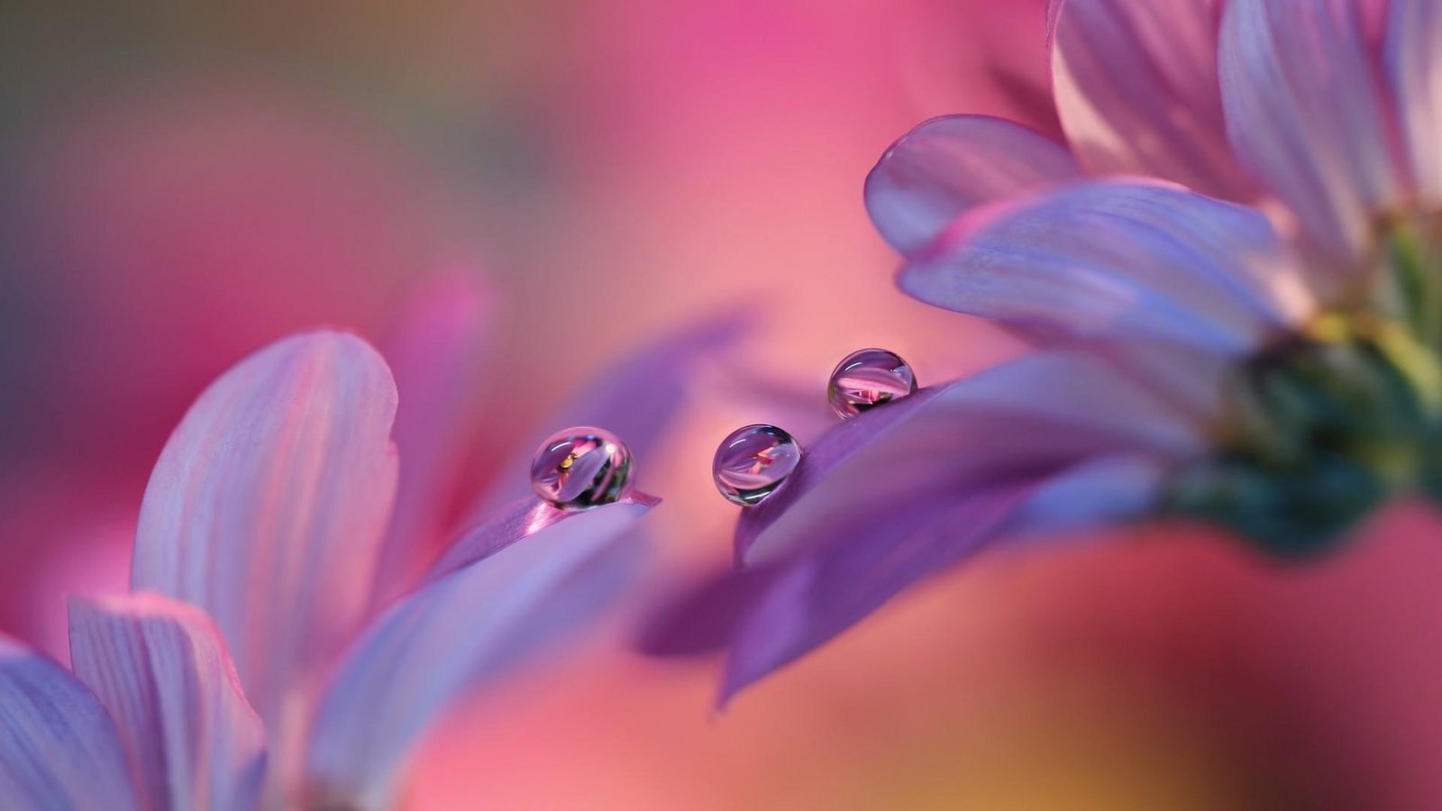 flower pink macro photography close up flora petal blossom 2k