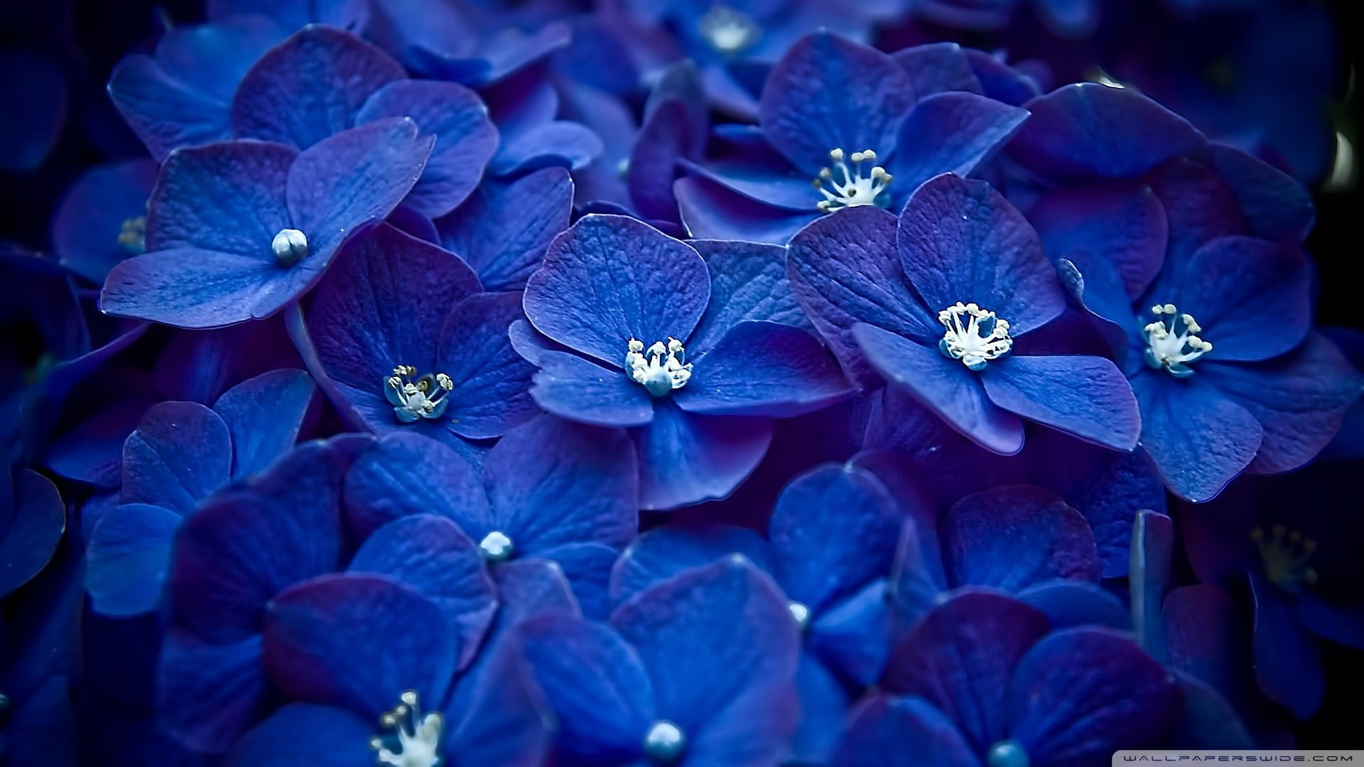 flowers hydrangea macro blue plants flowering plant 2k