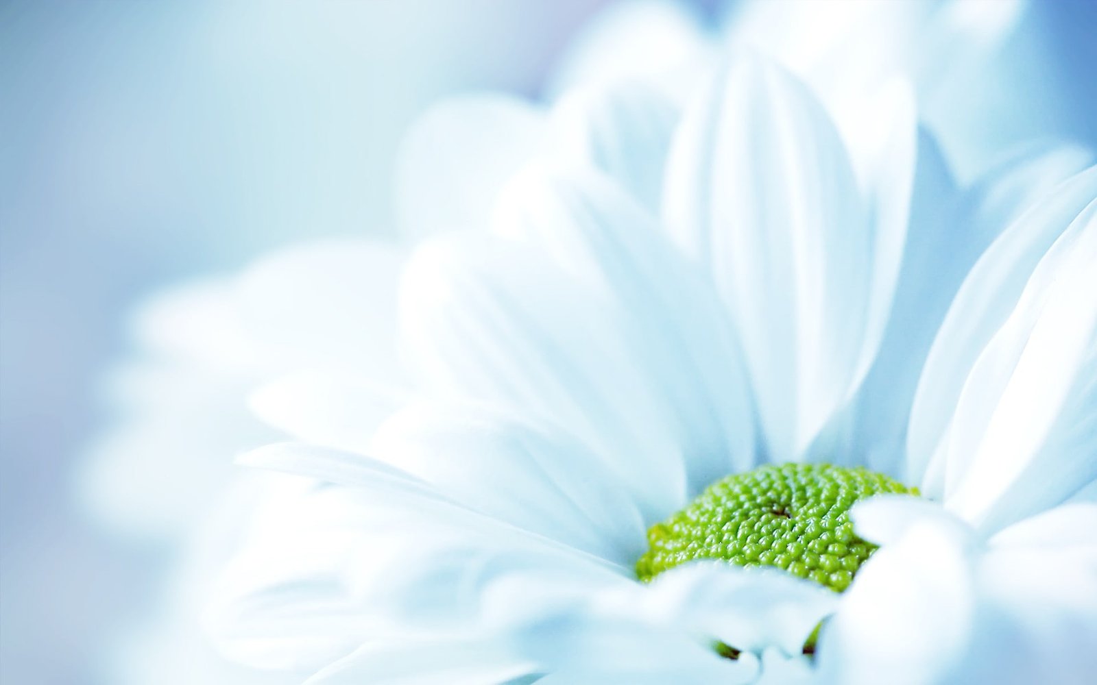 Flowers Nature Macro White white daisy 2k