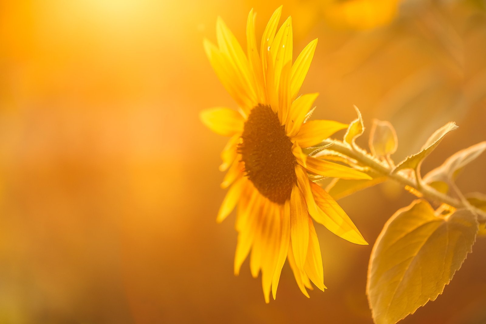 flowers sunflowers macro plants yellow background 2k 4k