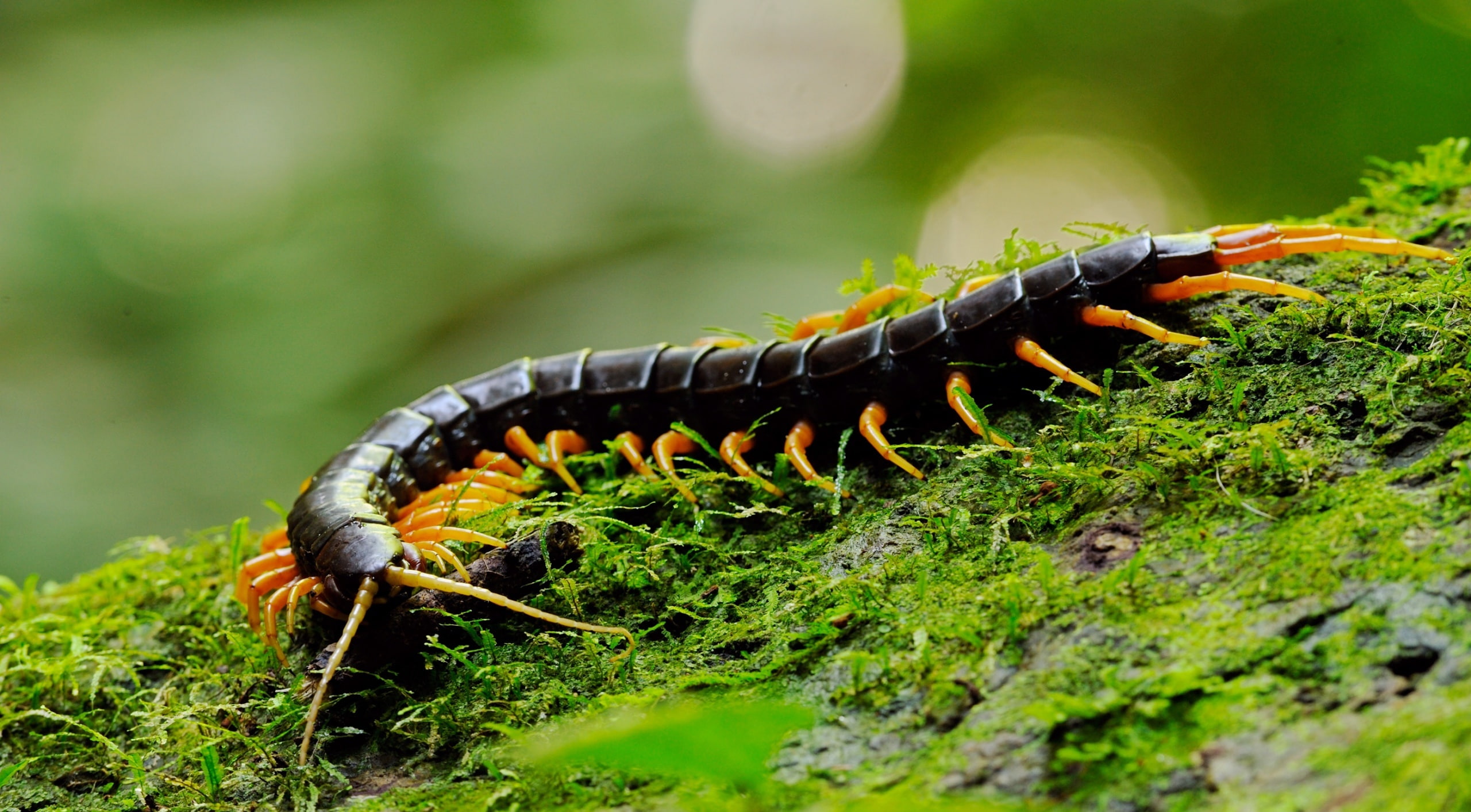 Giant Centipede Macro black centipede Animals Reptiles and Frogs 2k
