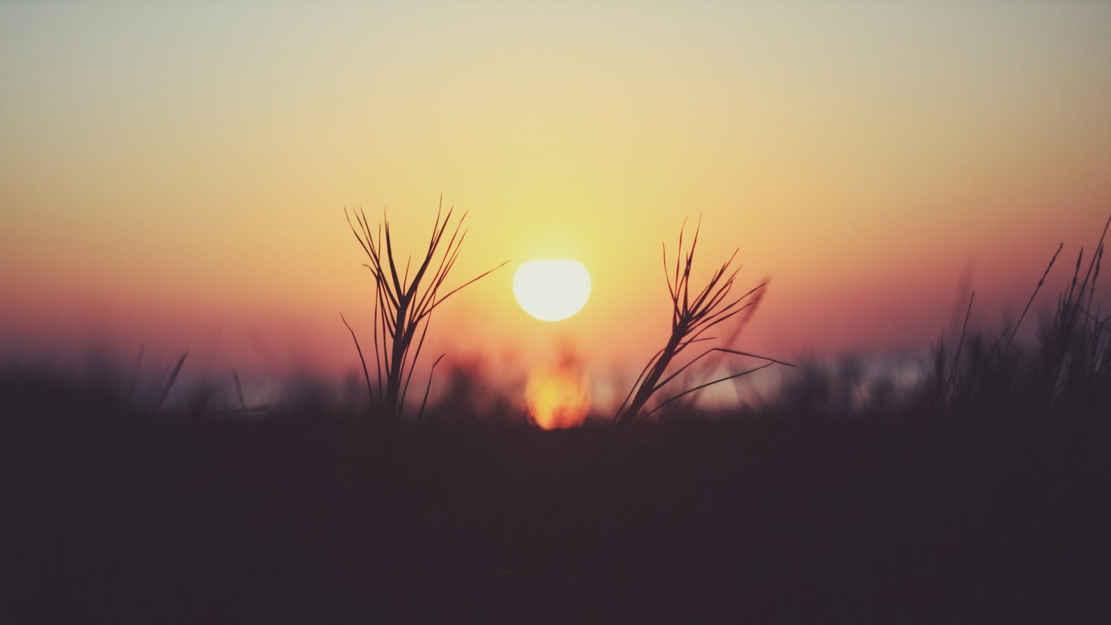 grass silhouette sunset over of flowersr nature 2k
