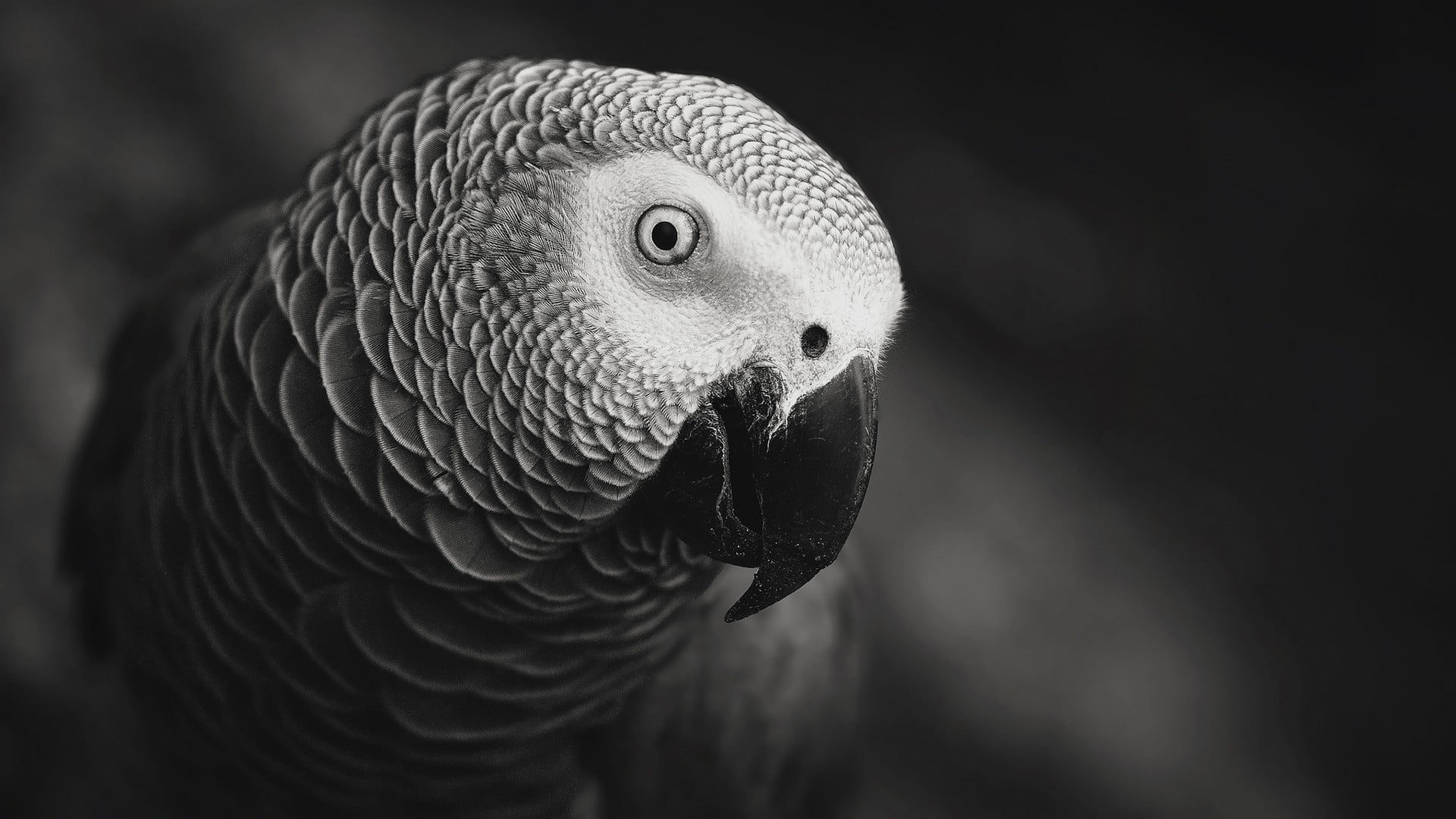 grayscale photo of parrot closeup African grey 2k