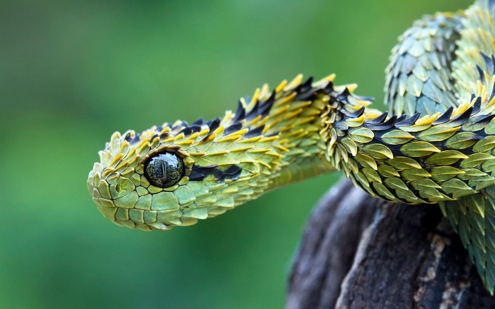 green and black snake selective focus photography of 2k