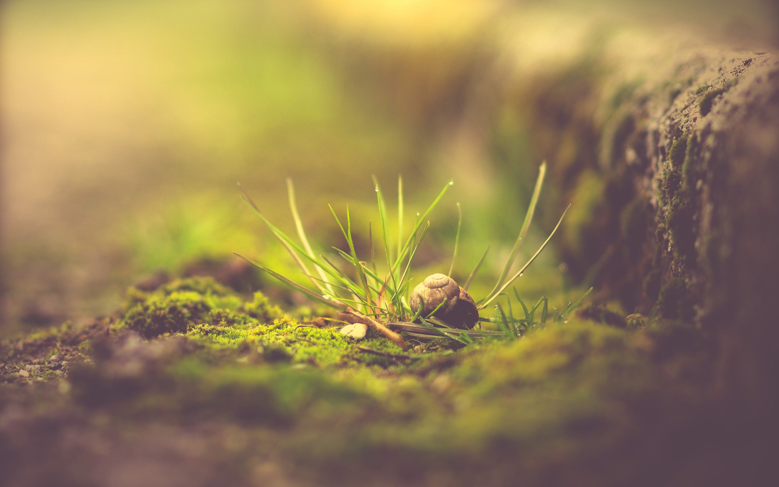 green and red leaf plant macro plants selective focus nature 2k