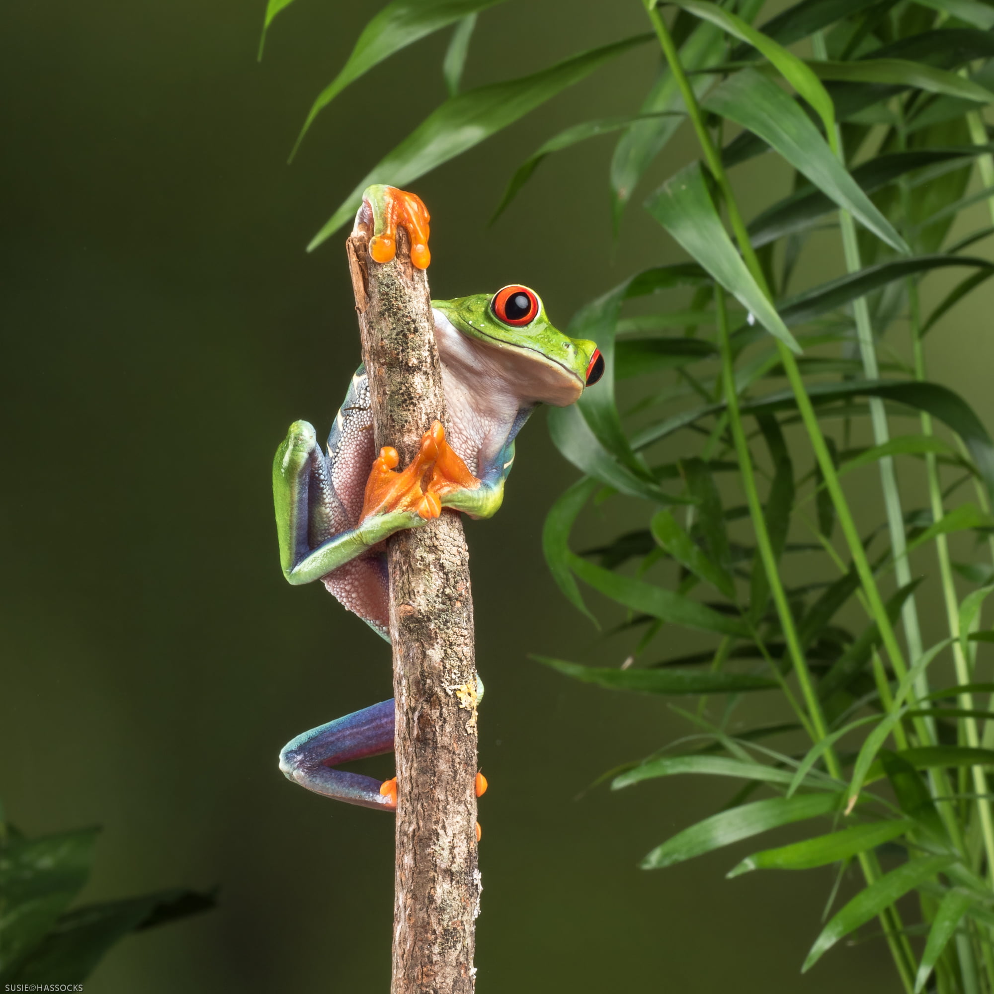 green frog on brown wood branch Pole dancing Explored 2k