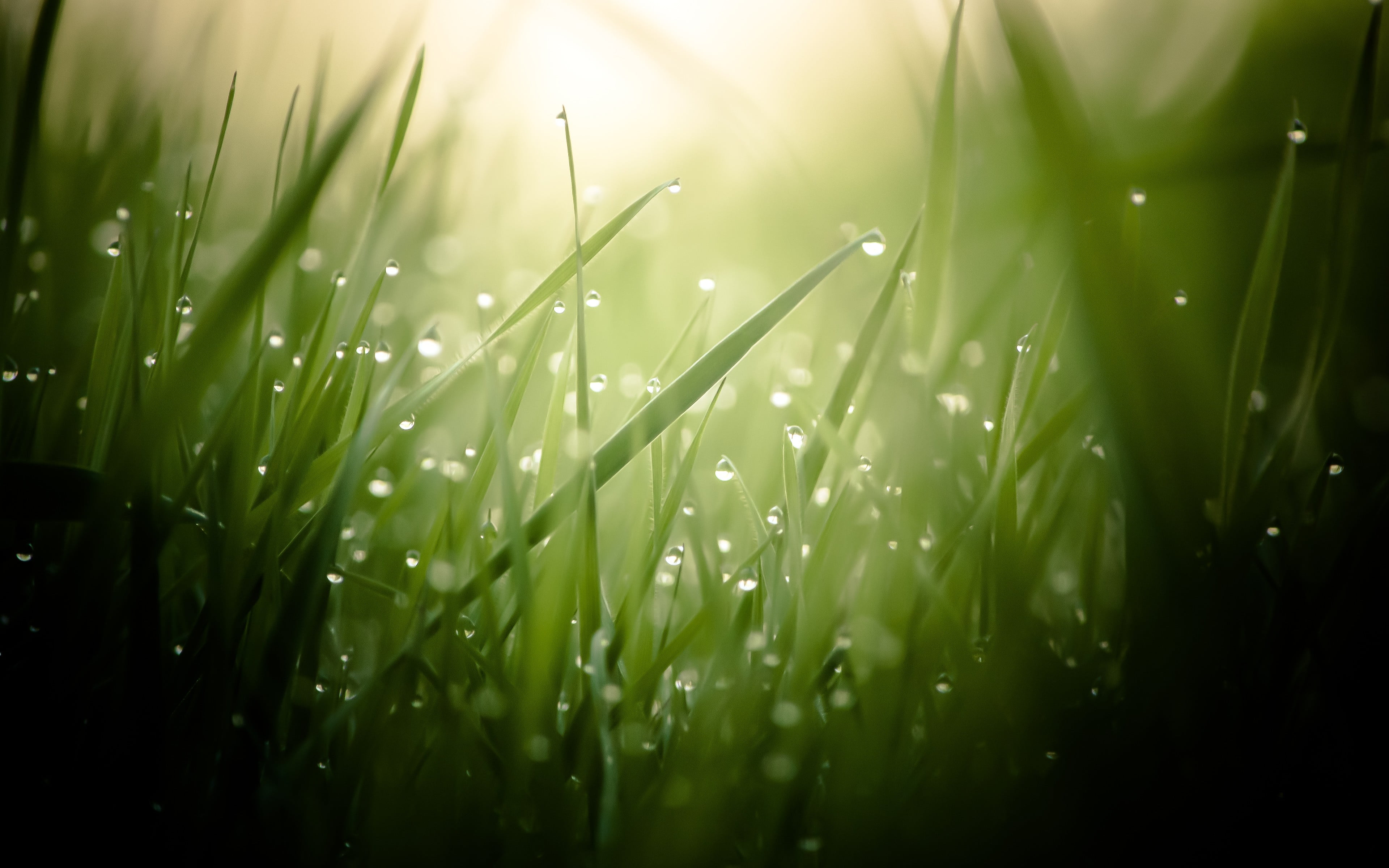 green grass field leaves water drops macro plants nature 2k 4k