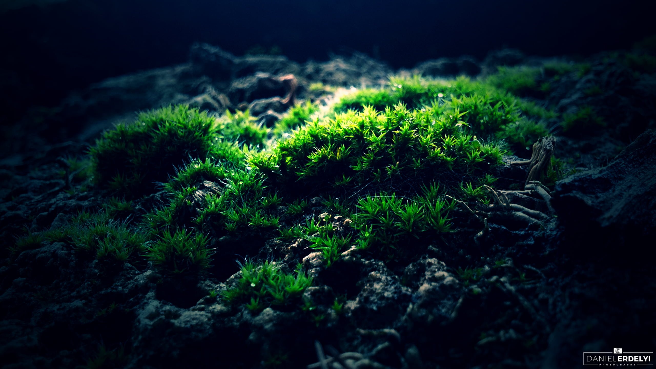 green grass plant moss macro photography nature forest 2k