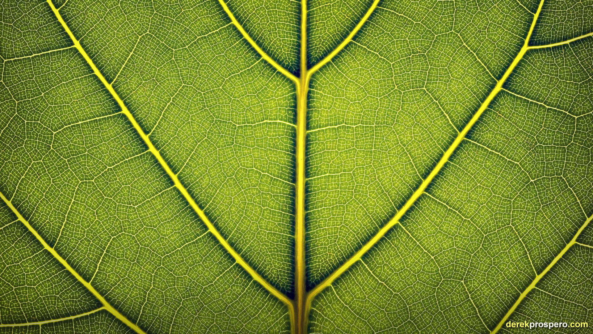 green leaf illustration leaves nature macro plants backgrounds 2k