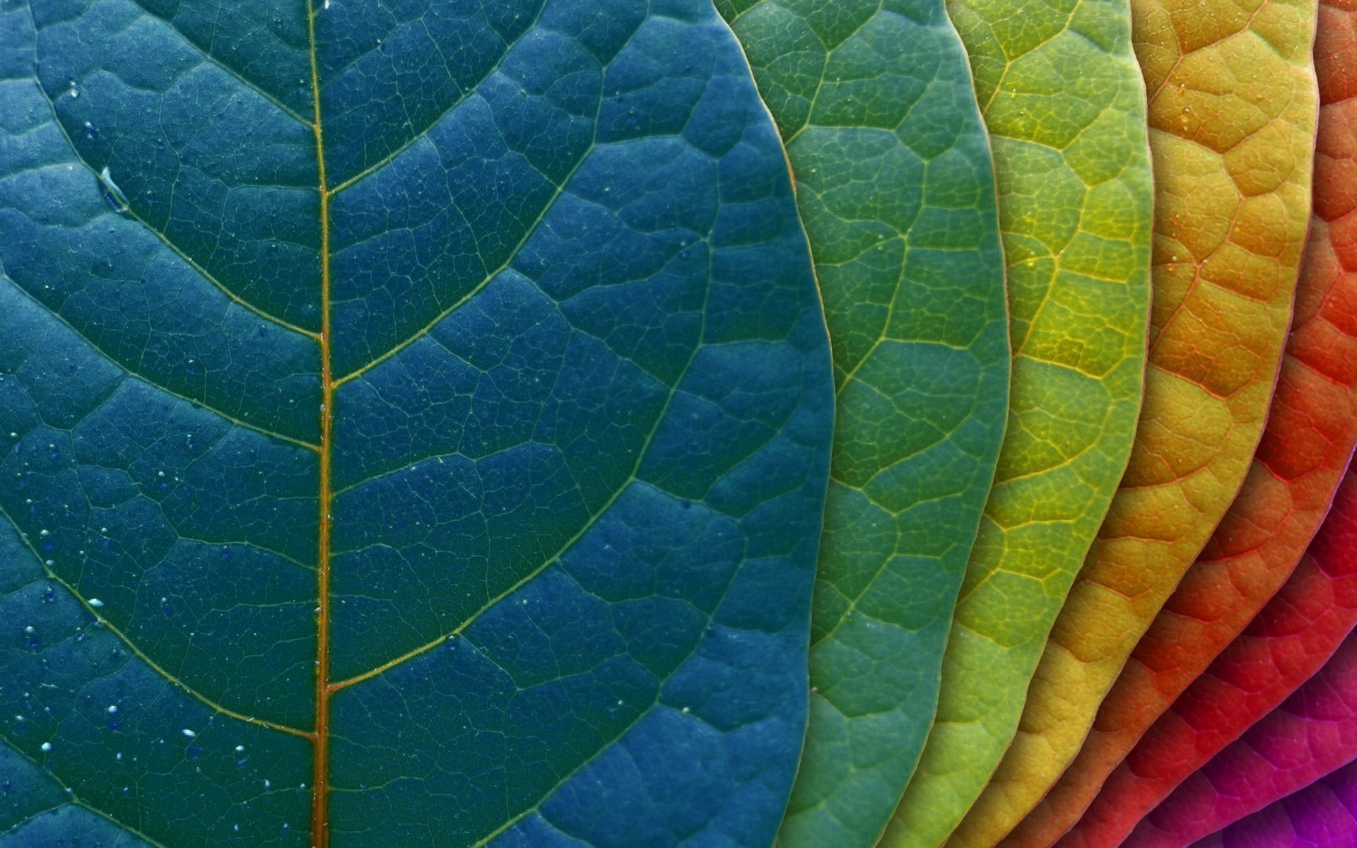 green leaf multicolored leaves macro colorful plants 2k