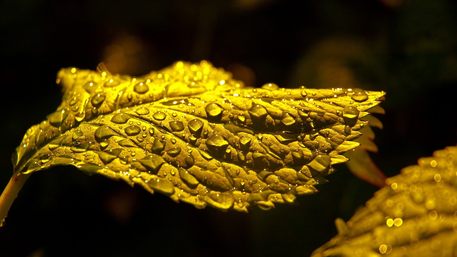 green leaf nature water drops plants sheet macro leaves 2k