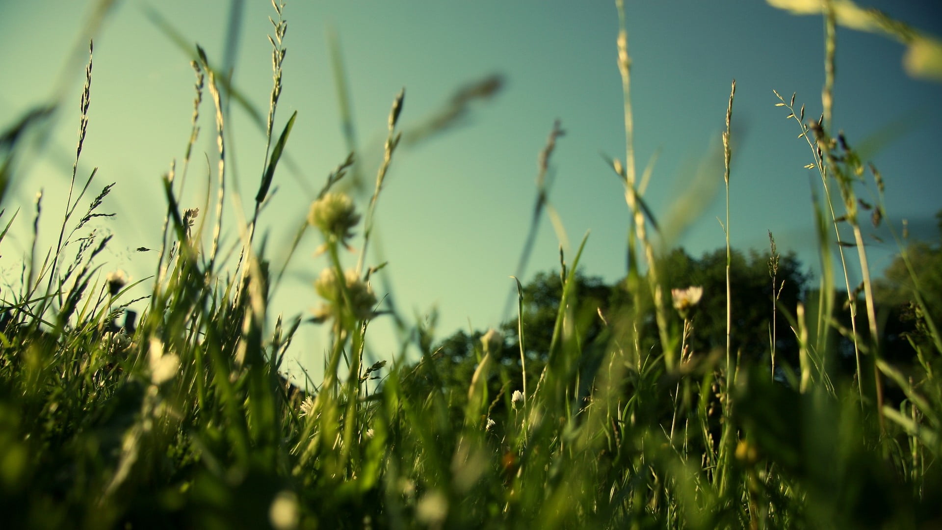 green leafed plant field grass plants macro growth selective focus 2k