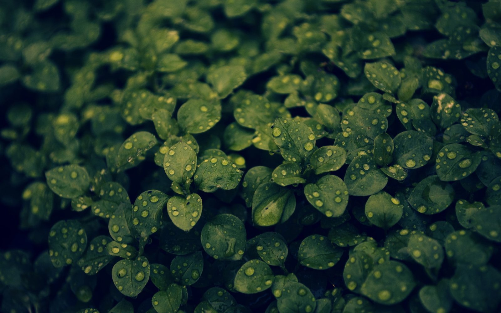 green leafed plant in closeup photo macro 2k