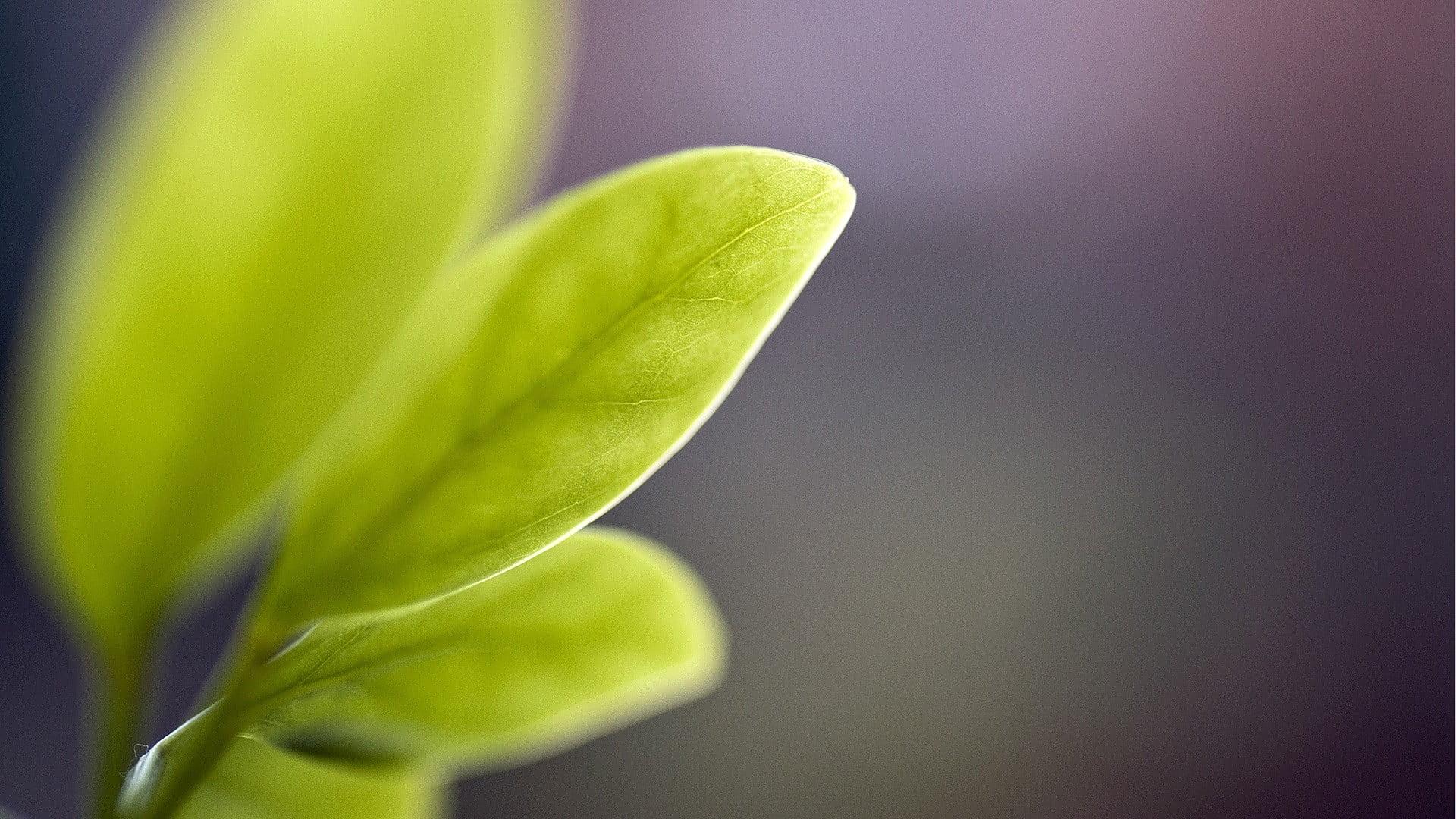 green leafed plant leaves macro photography plants 2k