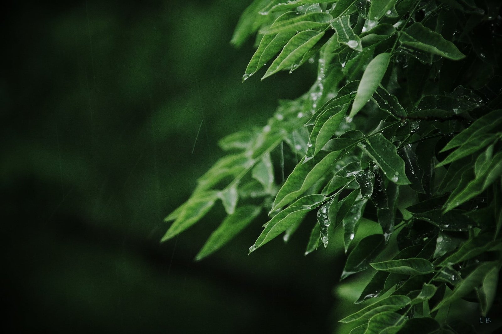 green leafed plant macro leaves rain water drops color 2k