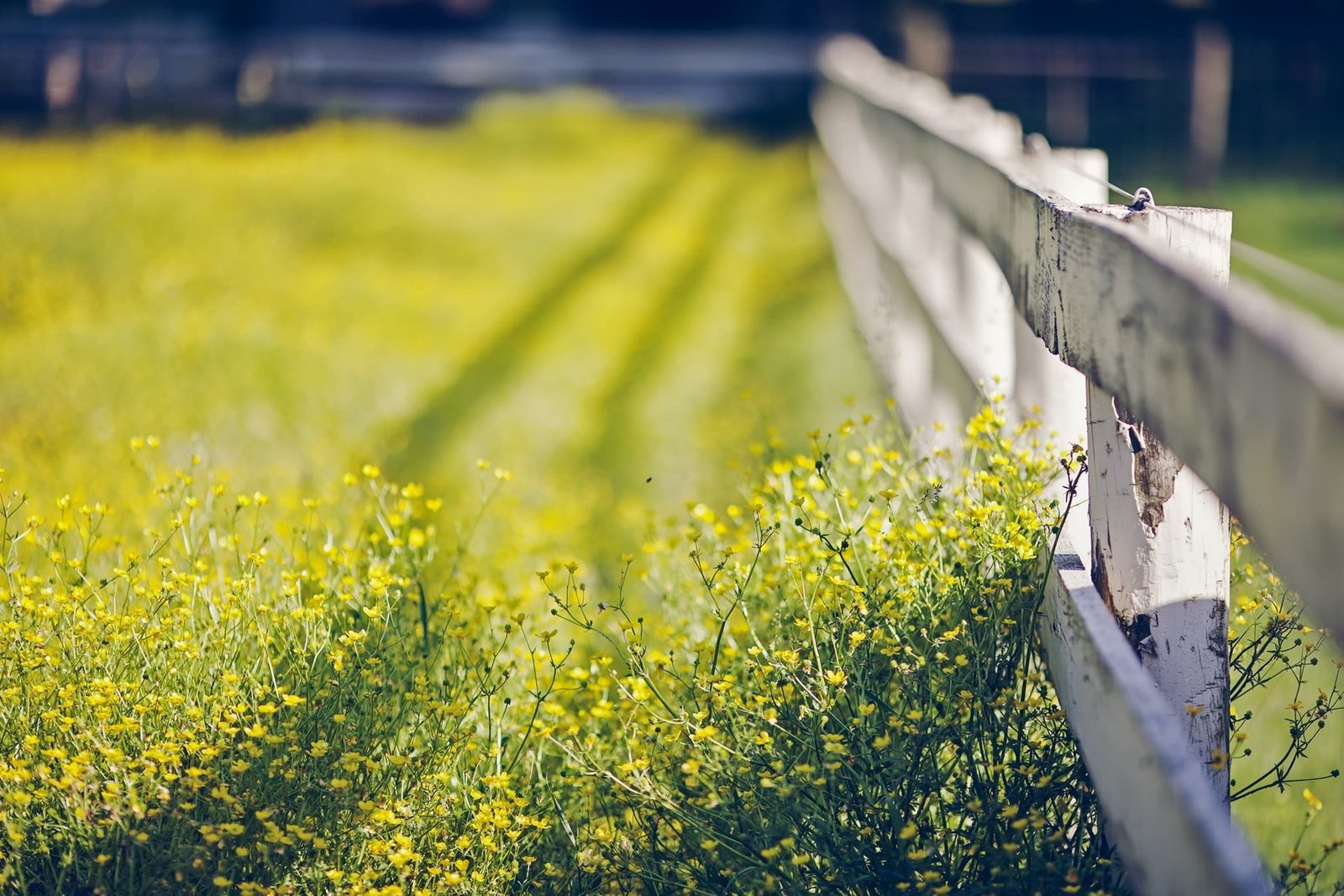 green leafed plant white wooden backyard surrounding yellow flowers during daytime 2k