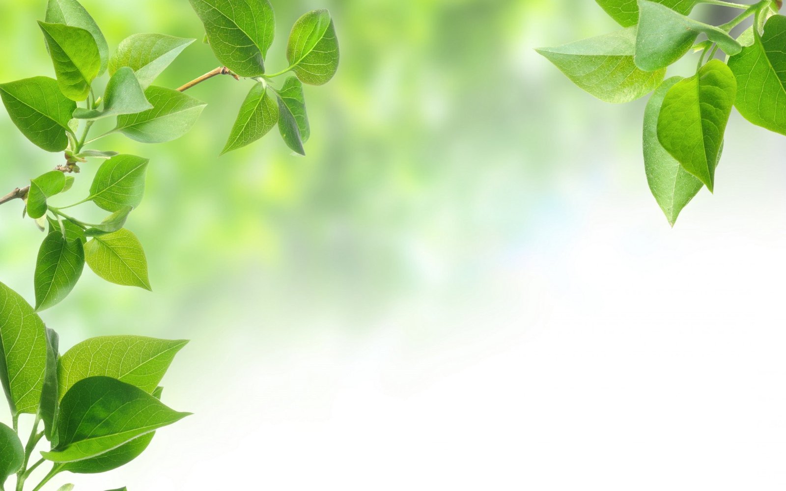 green leaves background tree leaf branch nature Color 2k