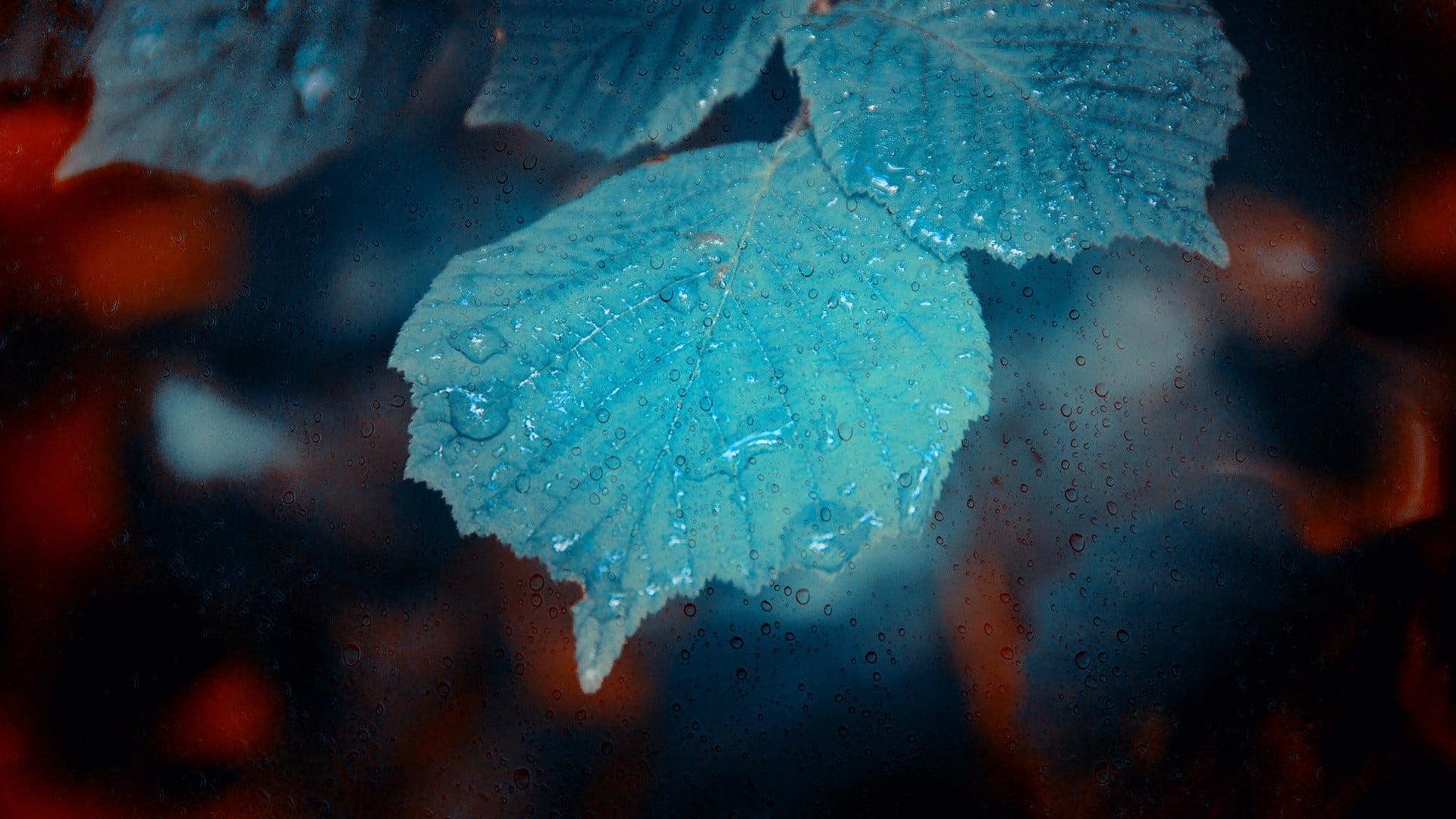 green leaves flowers water drops plants macro nature leaf 2k