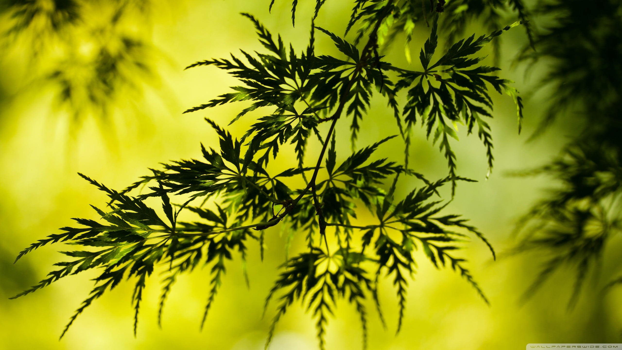 green leaves nature macro plants tree leaf Color 2k