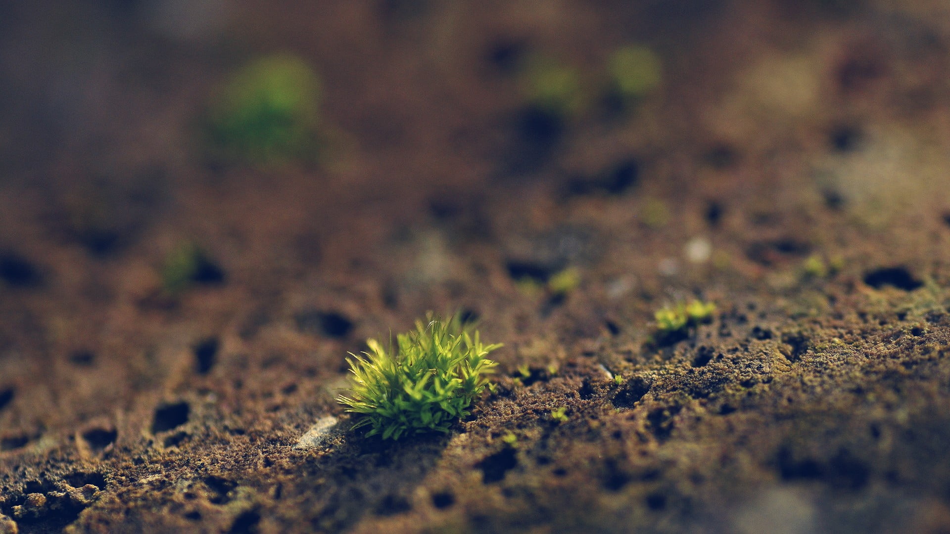 green plants close up photography of grass depth field 2k