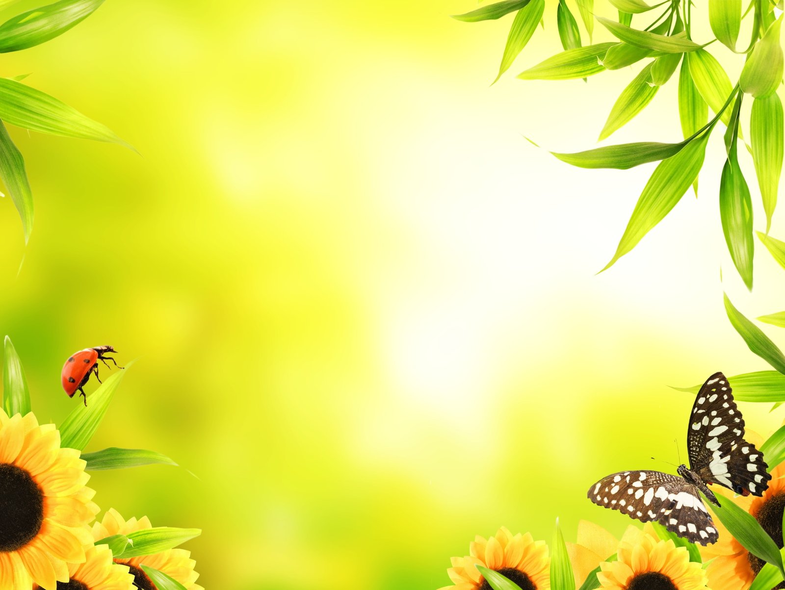 green yellow white and black butterfly flowers border illustration 2k 4k