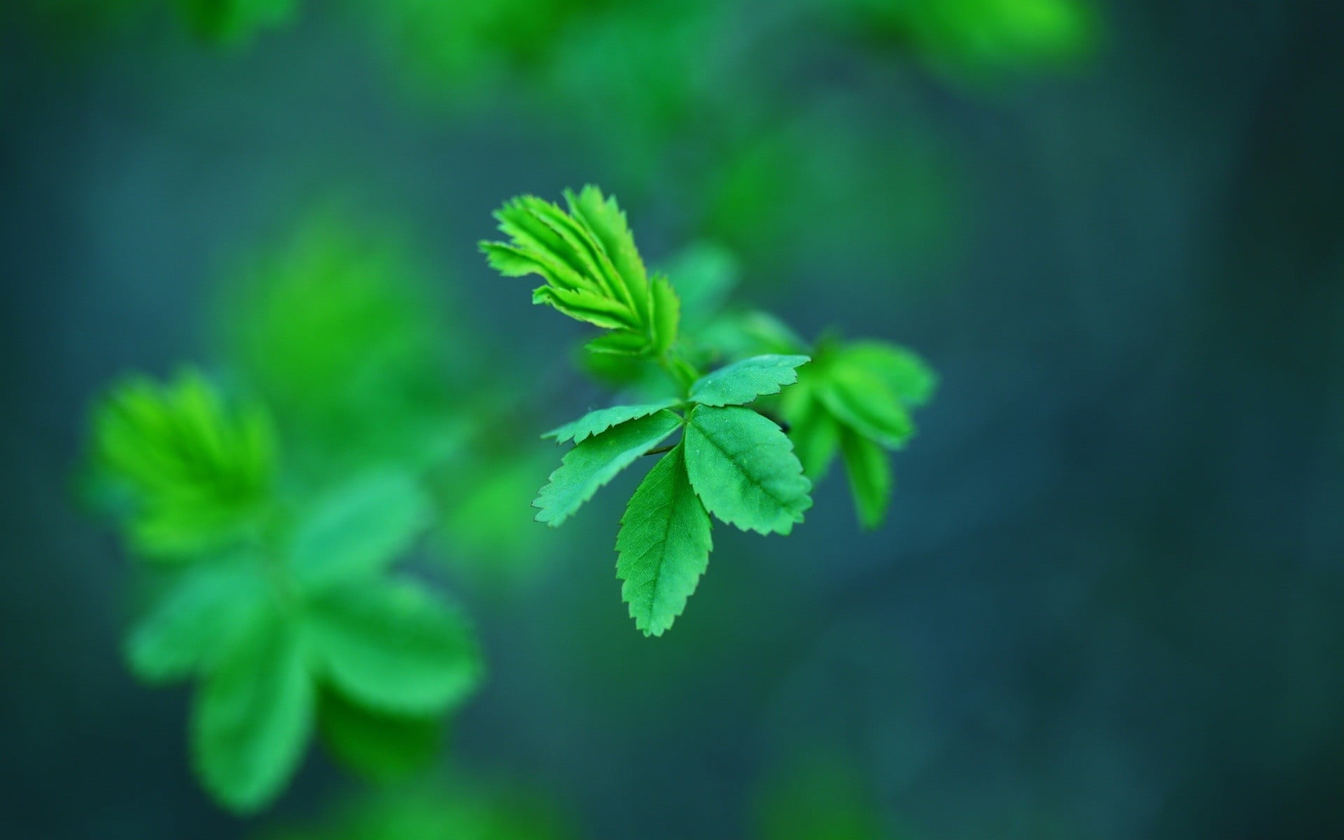 green leafed plant nature plants leaves depth of field macro 2k