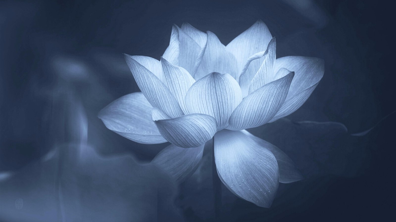 greyscale photo of lotus flower sacred petal flora aquatic plant 72 2k 4k