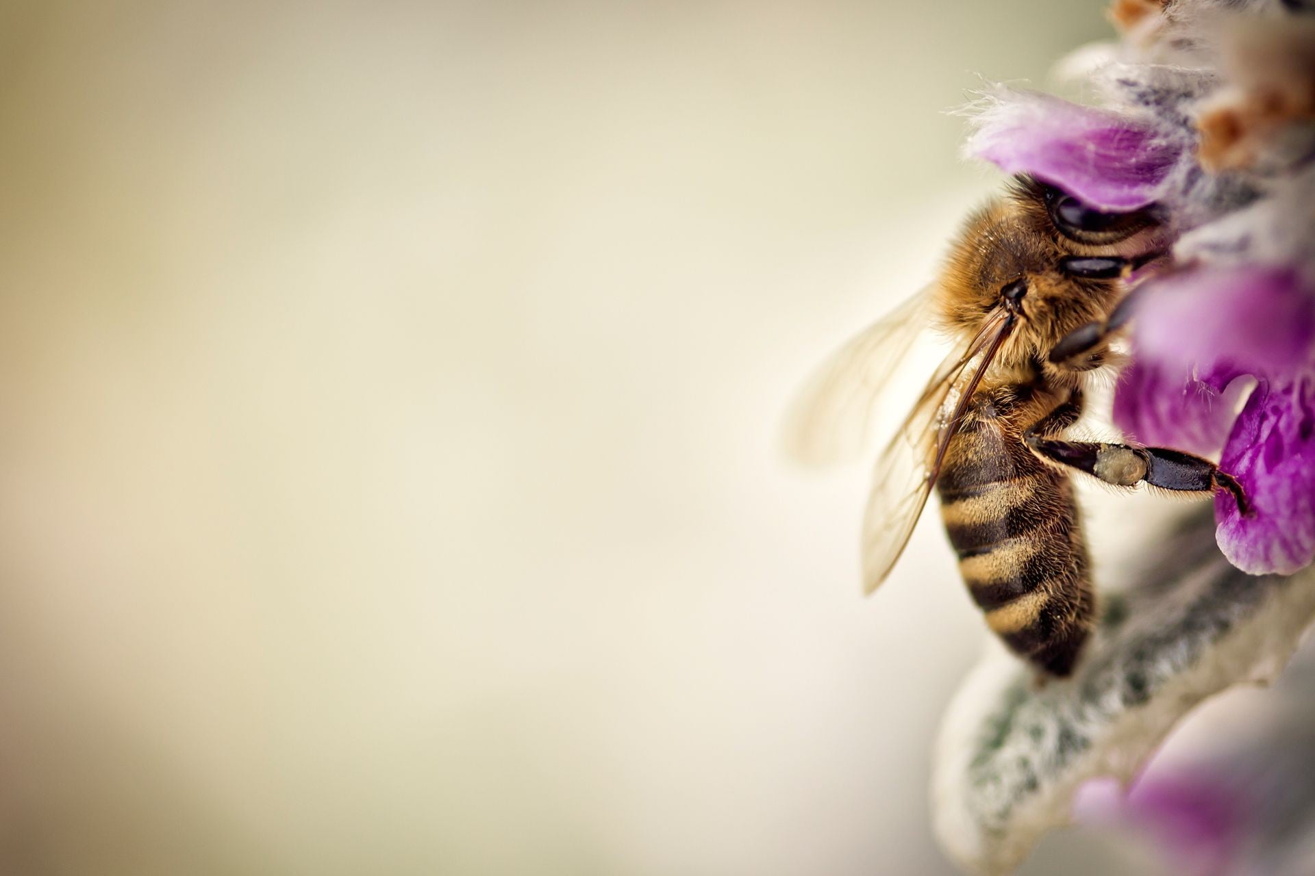 honey bee perched on pink flower selective focus photo nature 2k