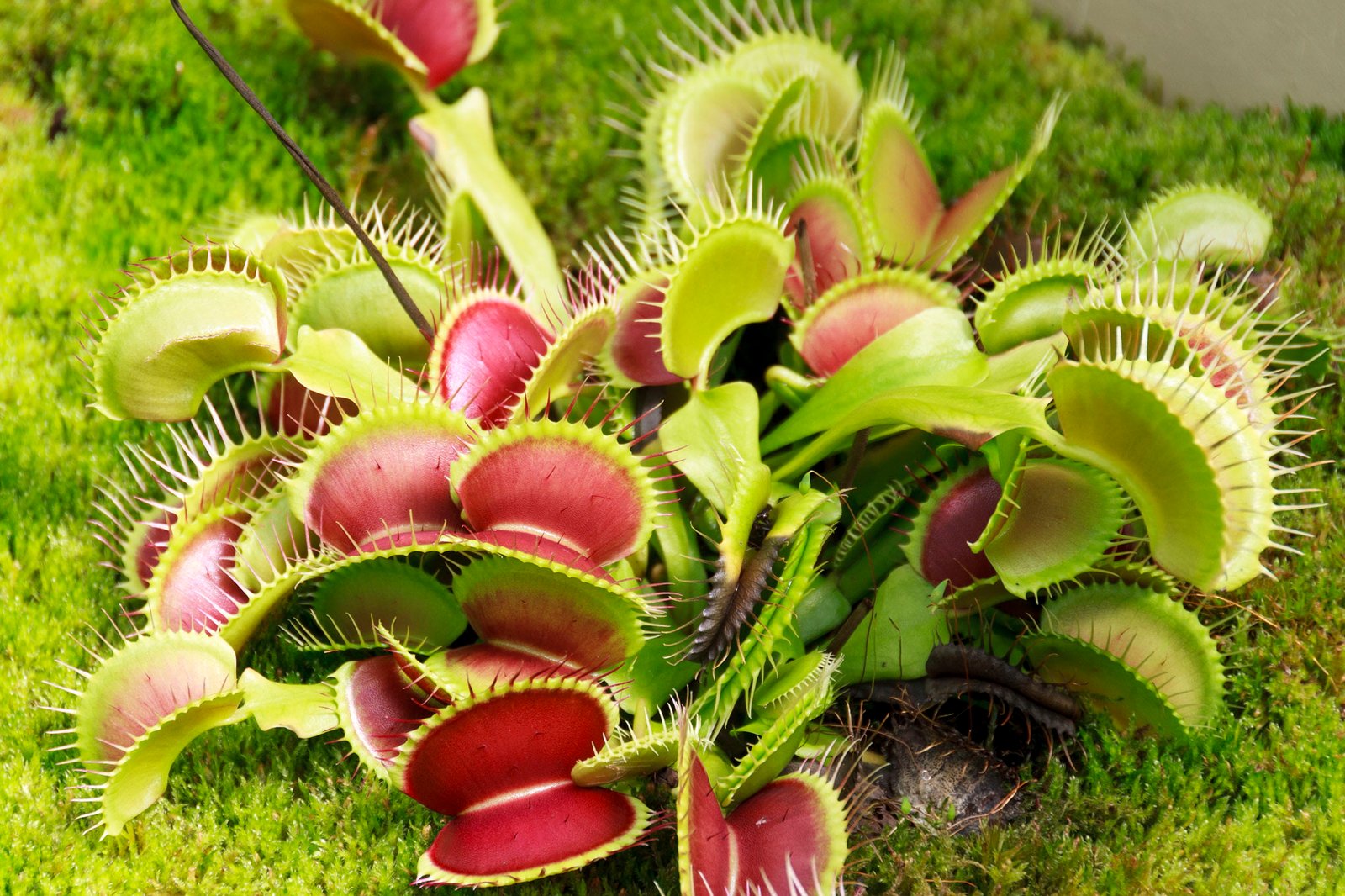 Insect eating plants venus fly trap background botanical 2k