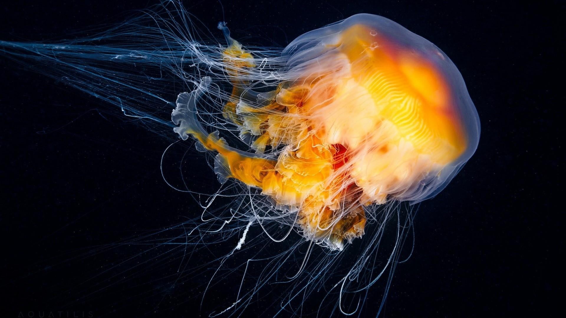 jellyfish cnidaria invertebrate marine invertebrates biology 2k