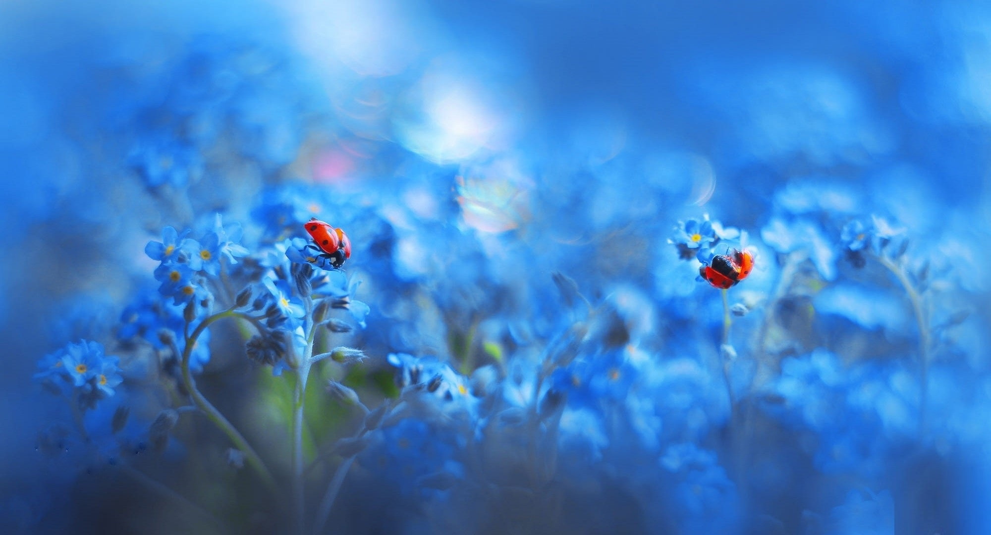 ladybugs insect blue flowers plants animals cyan macro 2k