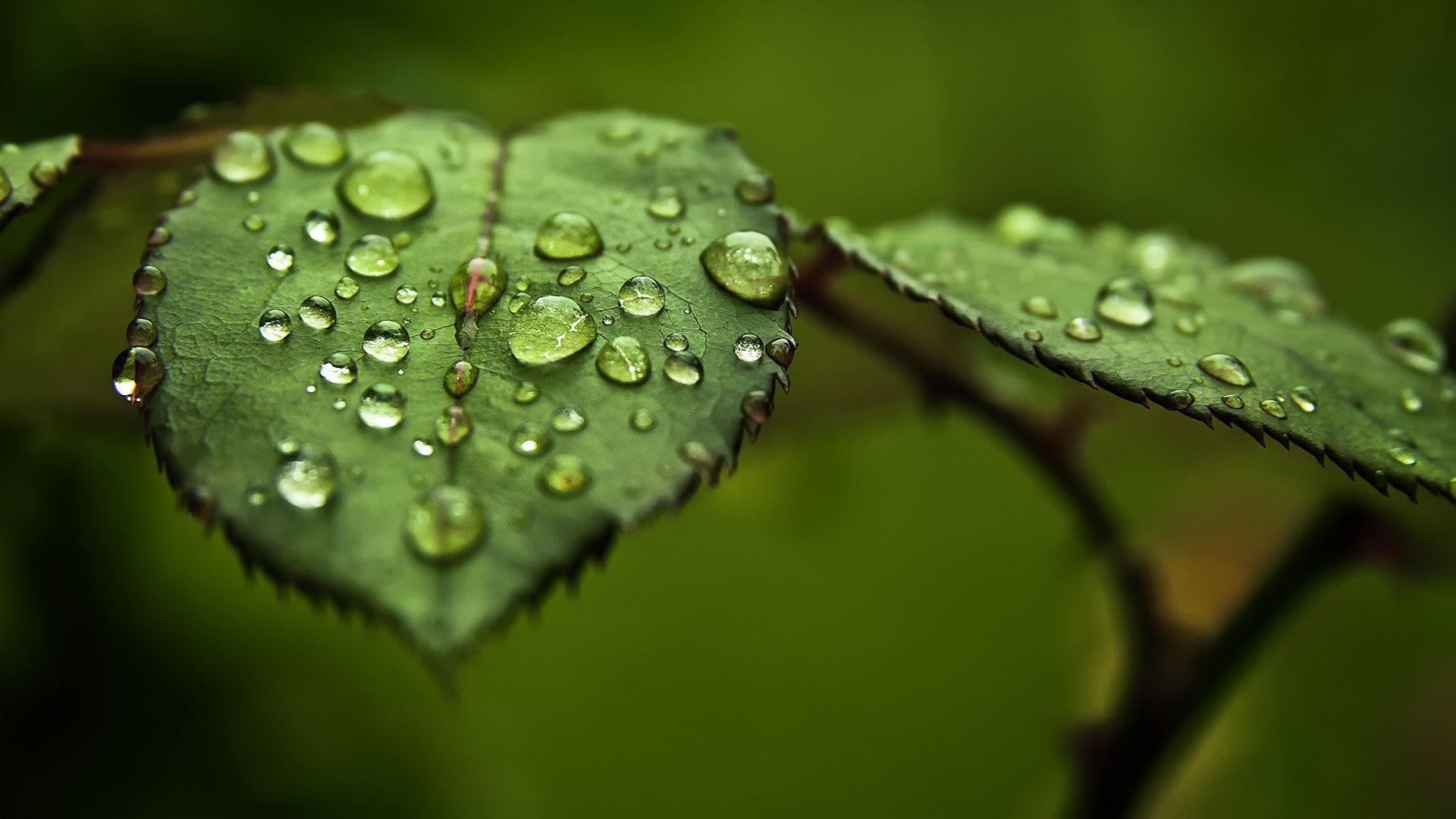 leaves water drops macro plants branch green 2k
