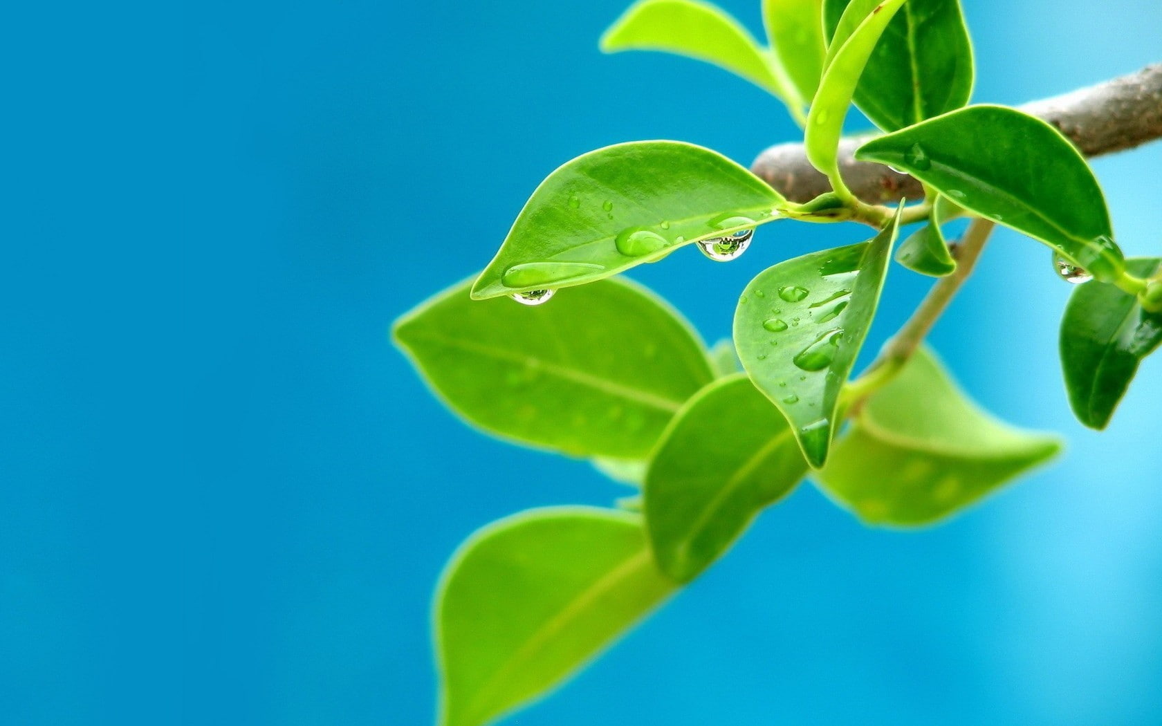 leaves water drops plants blue background macro leaf plant part 2k