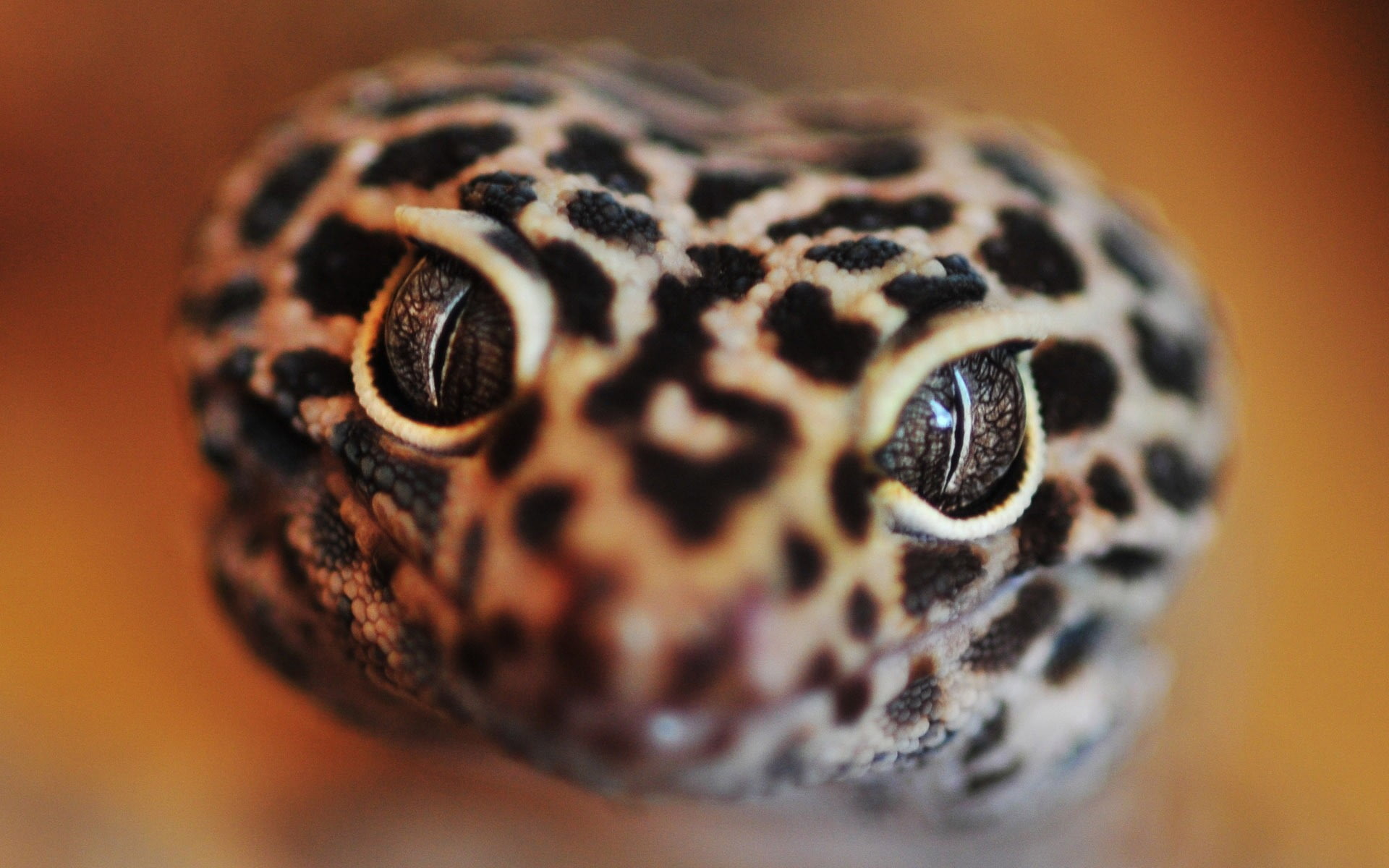 leopard gecko photography animals macro reptiles lizards 2k