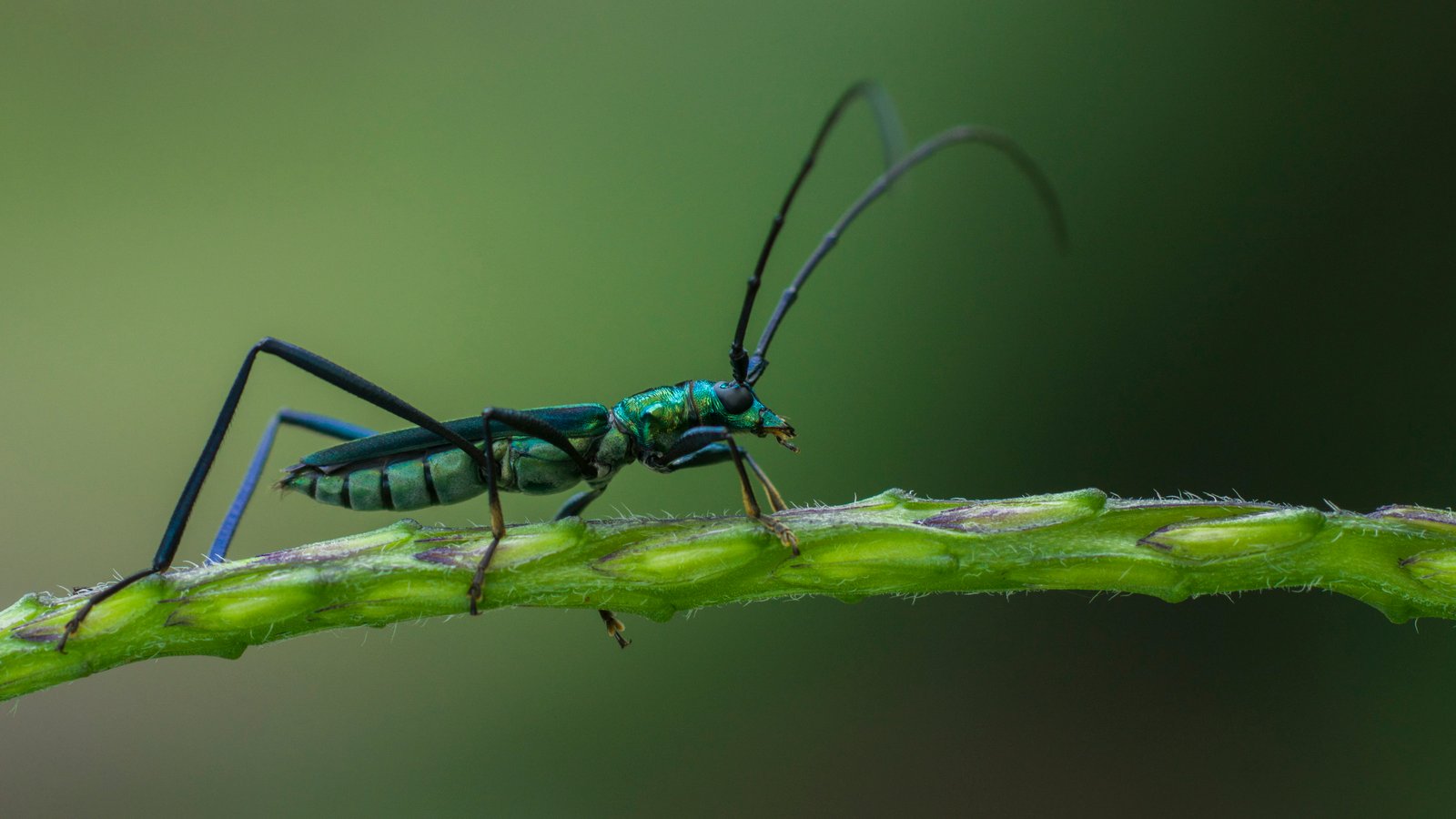 longhorn jewel beetle on green stem closeup photography 2k 4k 5k