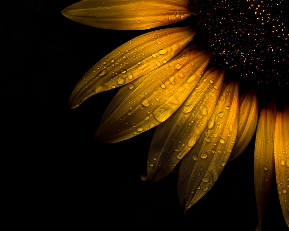 macro photo of water dew on sunflower Backyard Flowers 9