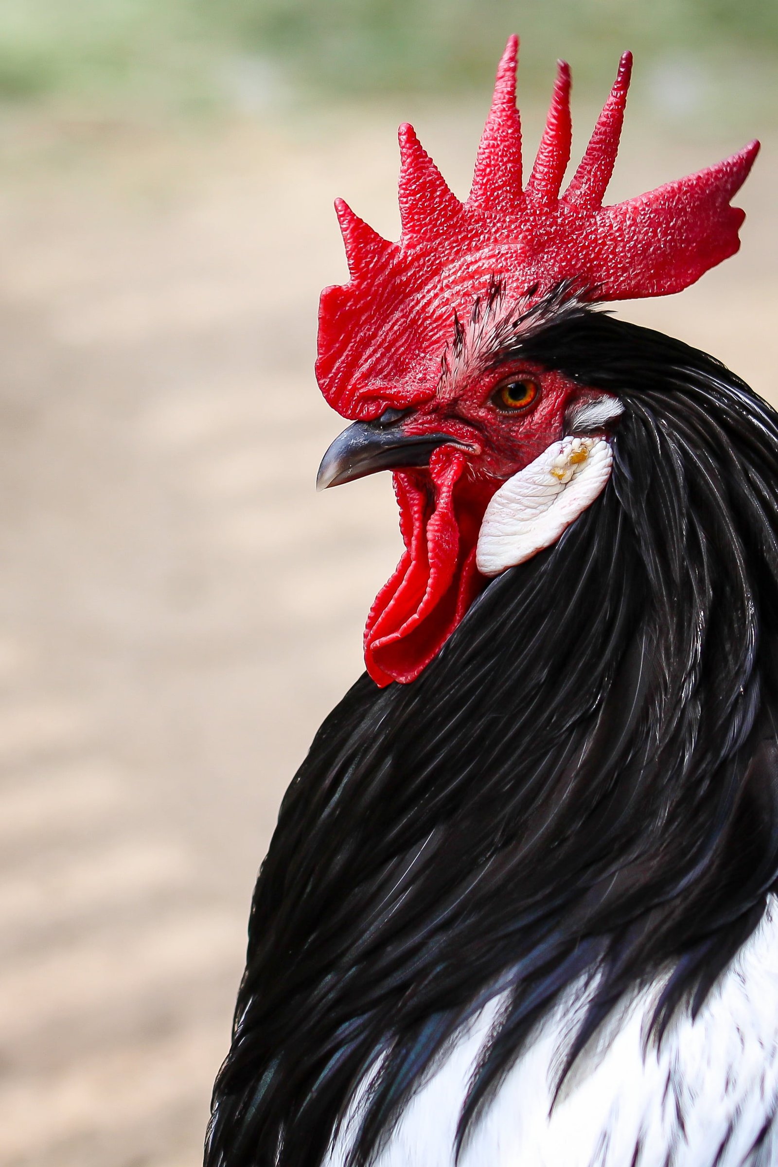 macro photography of a rooster hahn cockscomb portrait poultry 2k