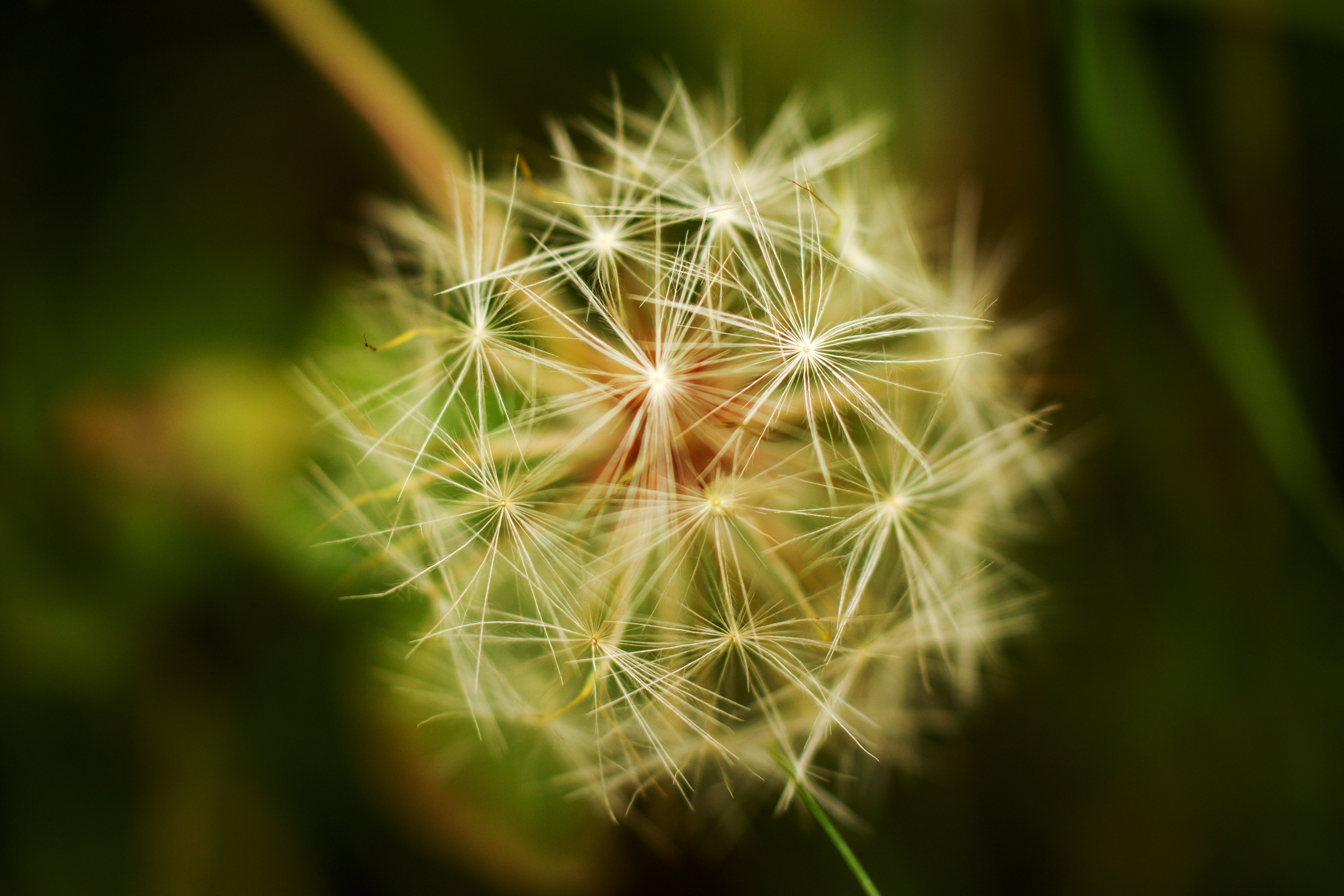 macro photography of dandelion nature countryside 2k 4k 5k